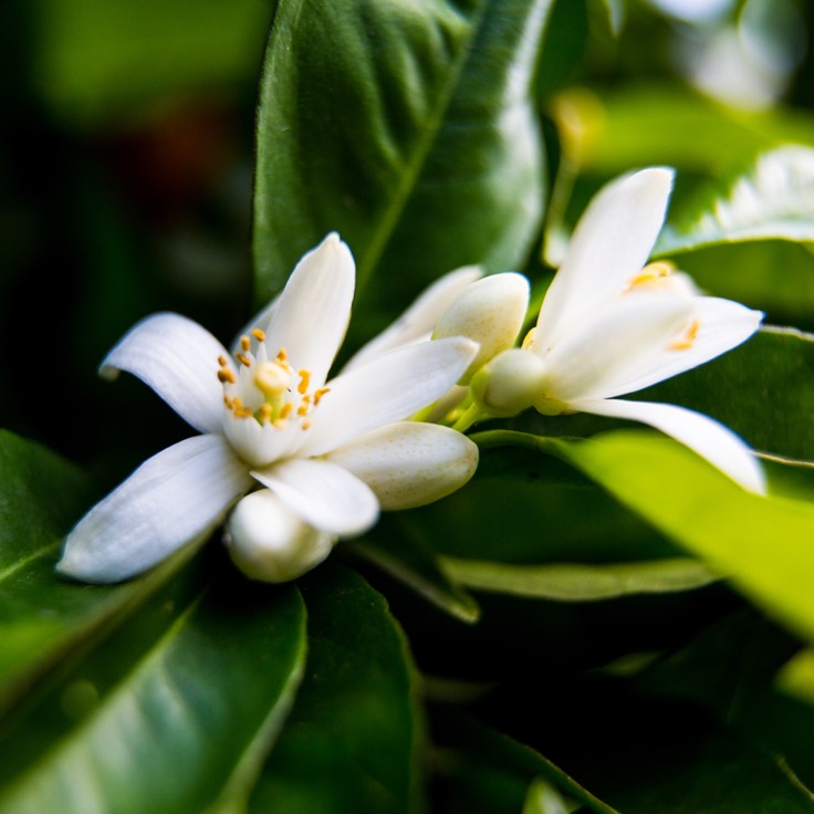 Neroli Fragrance Oil