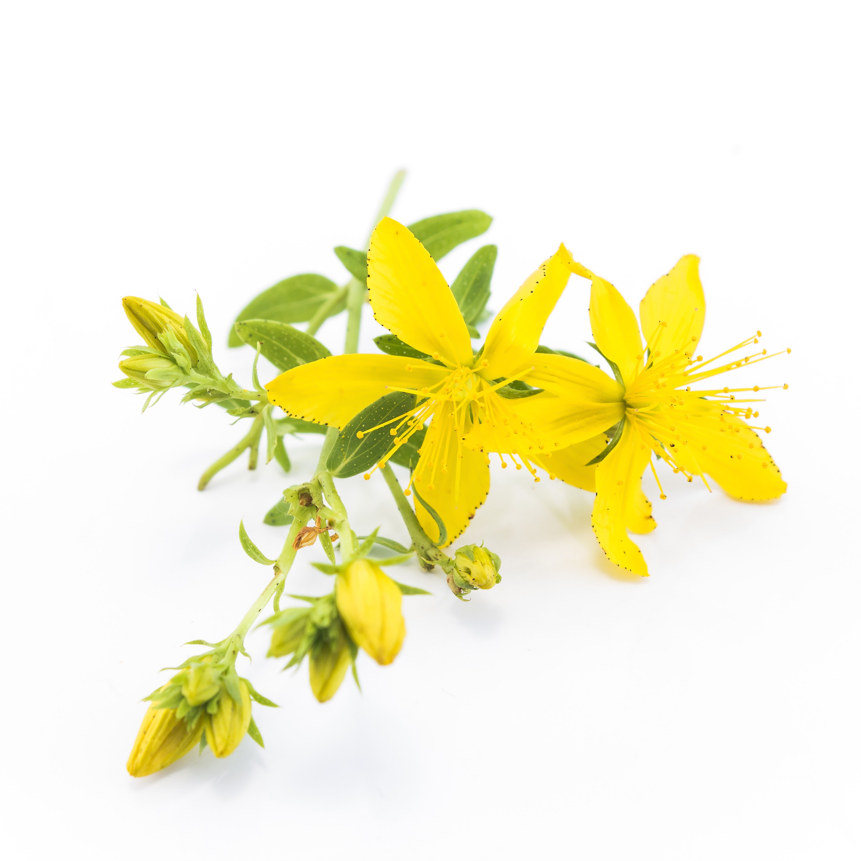 St Johns Wort Oil Organic Macerate
