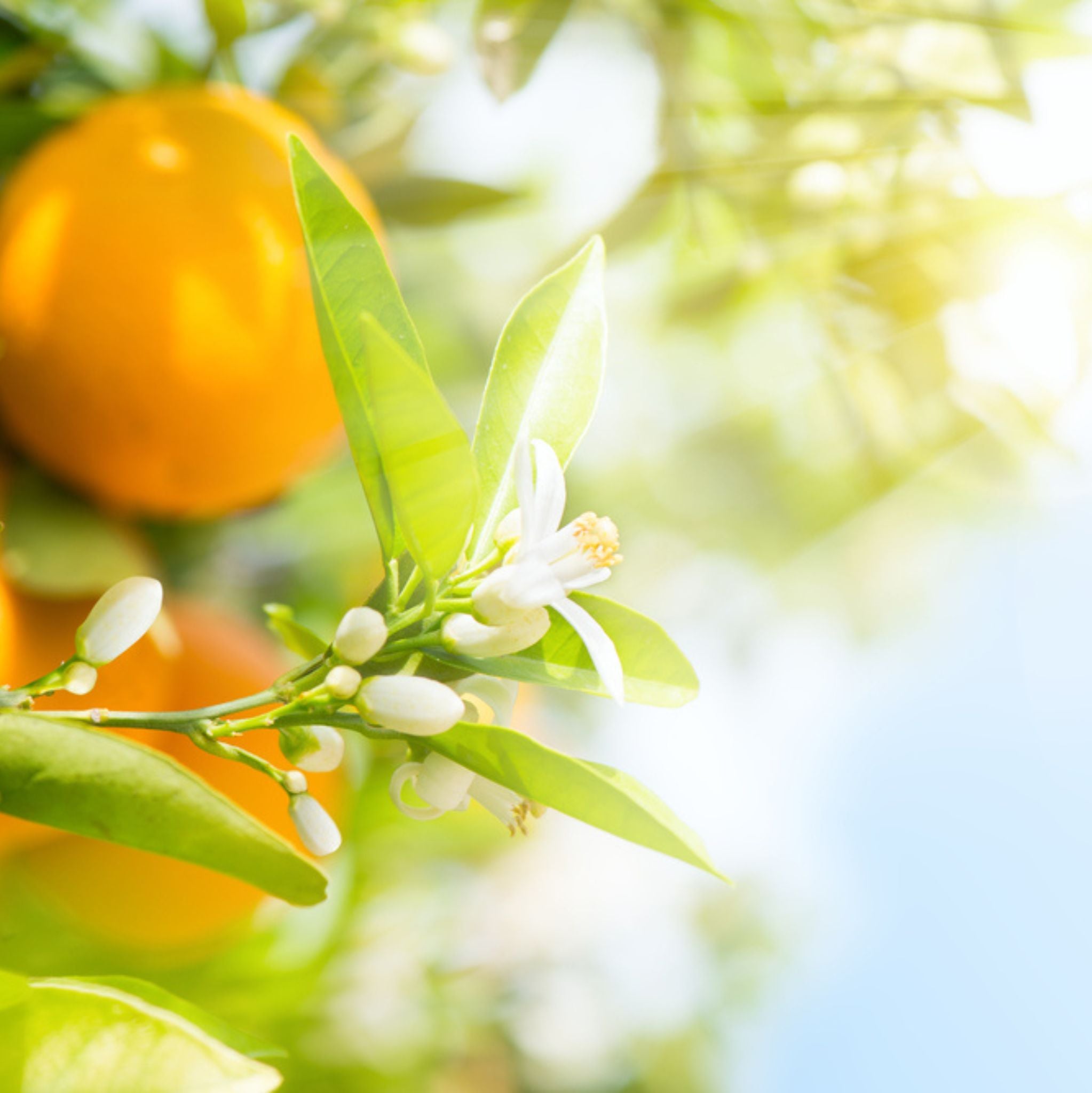 Orange Süß, ätherisches Öl