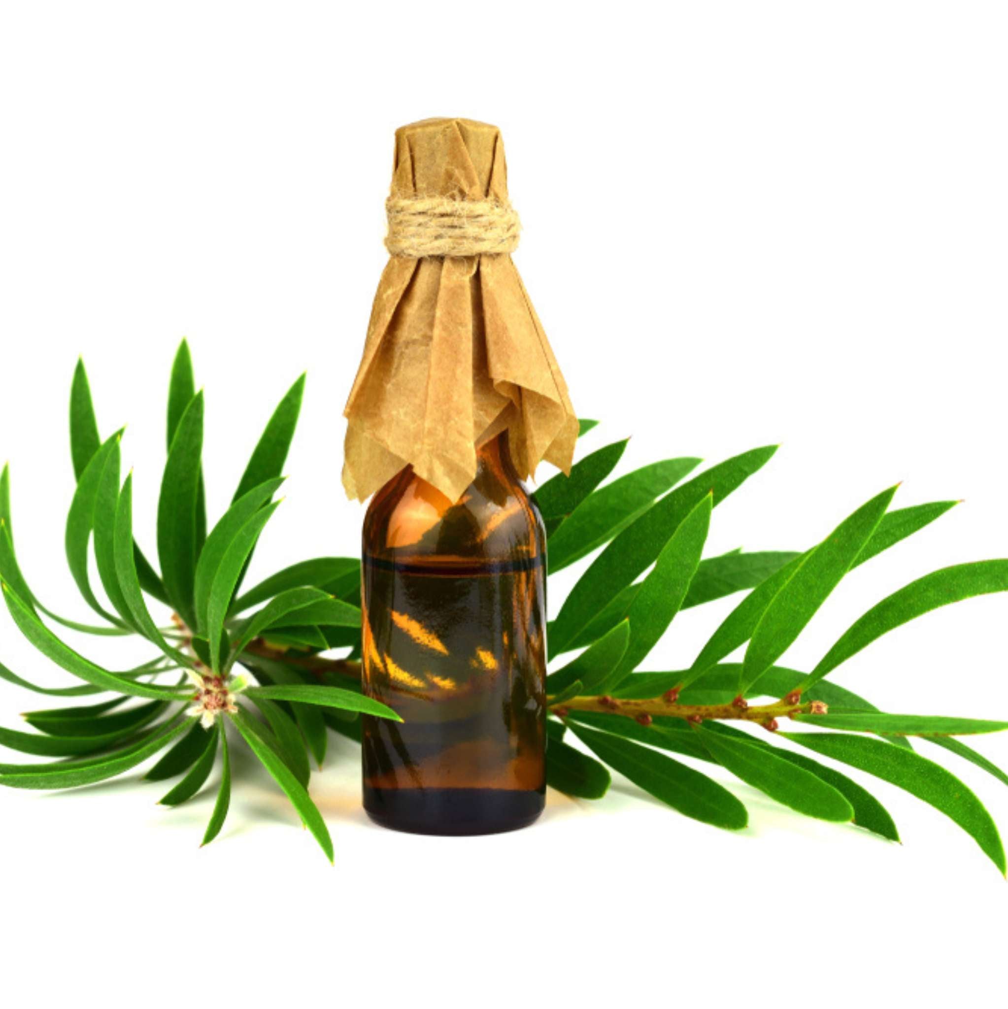 Cajeput Essential Oil