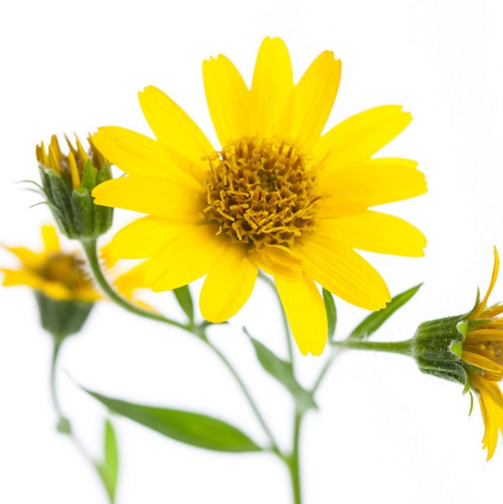 Arnica Extract