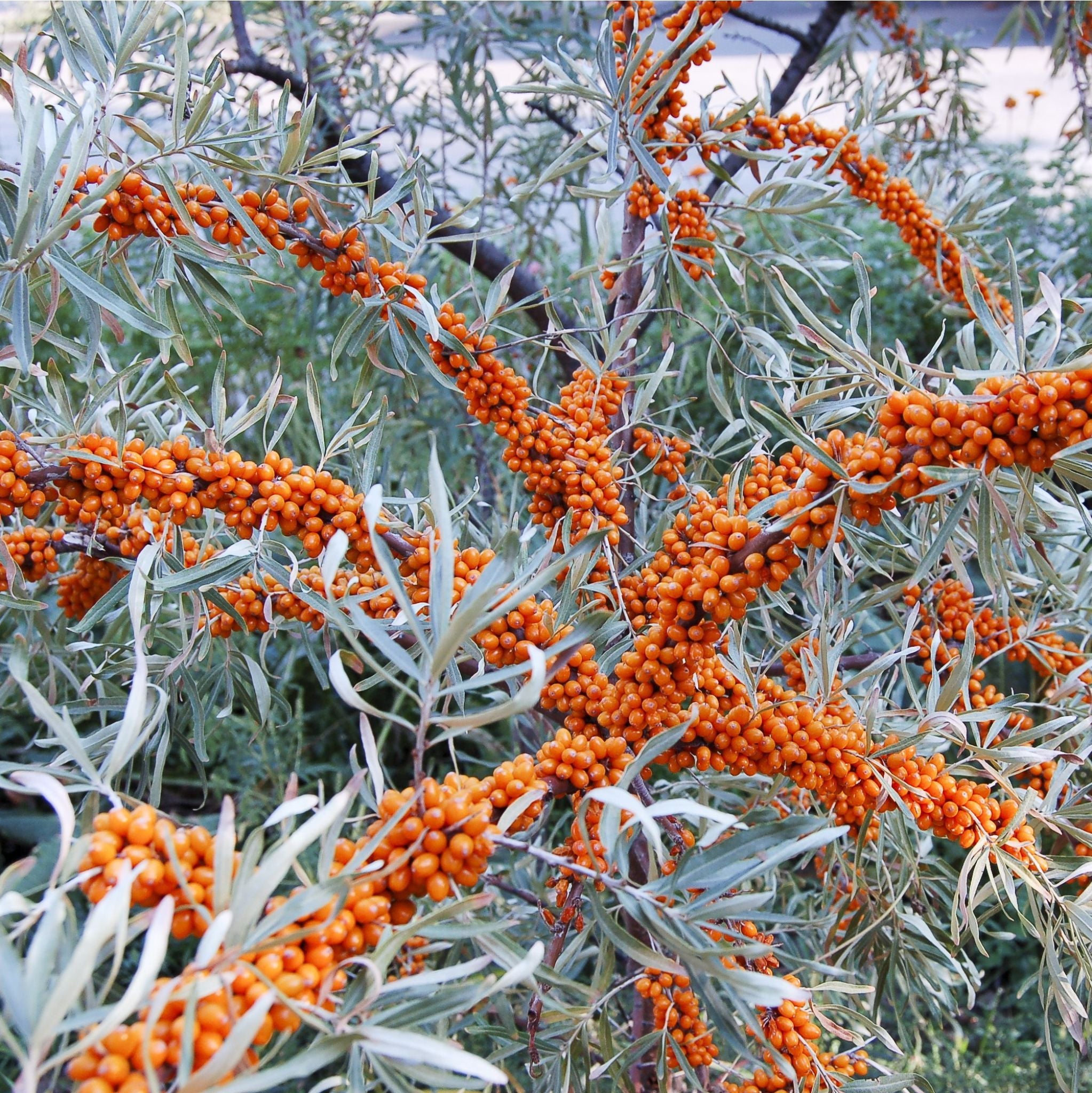 Sea Buckthorn Extract