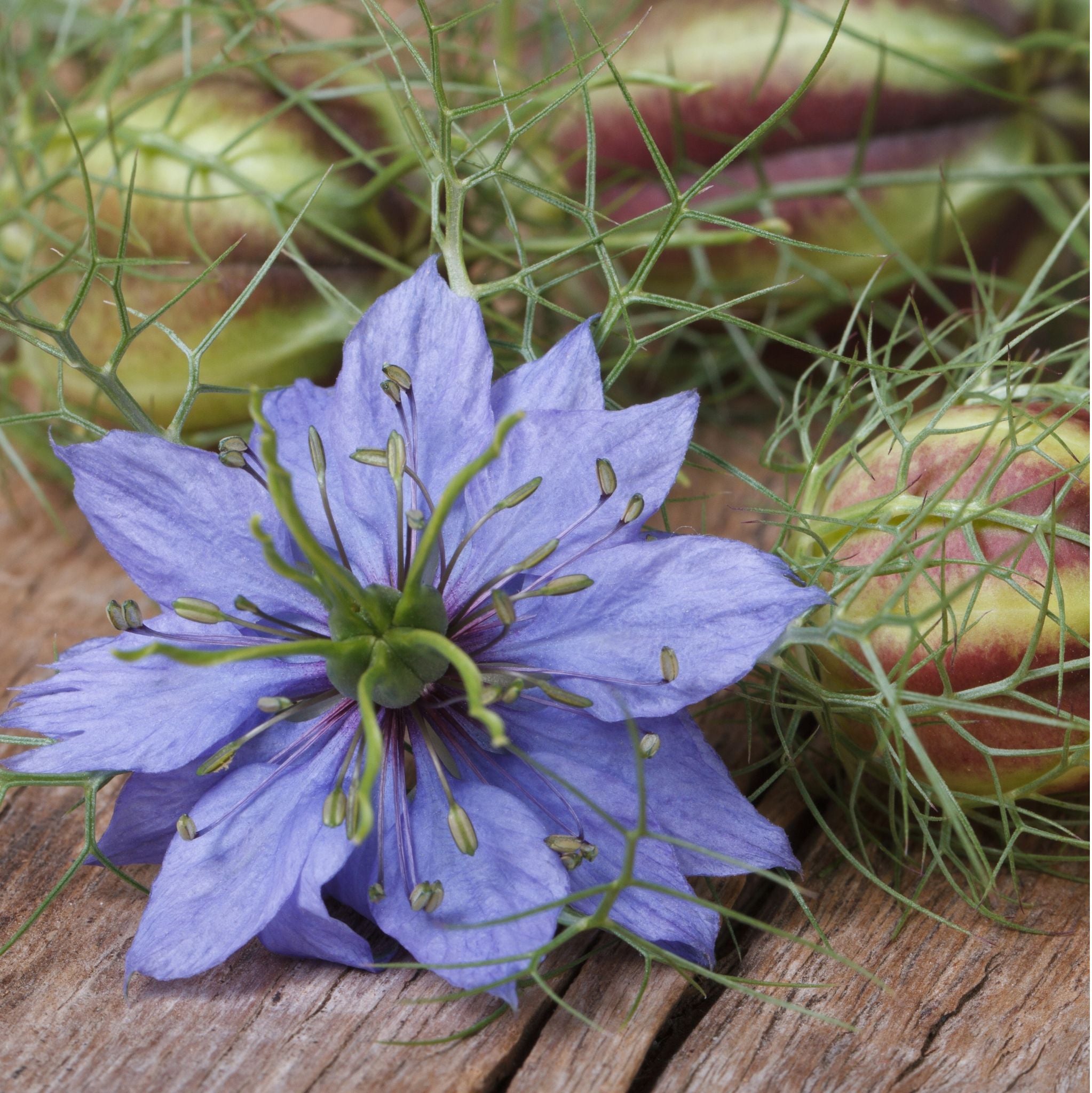 Schwarzkümmelöl kalt gepresst, gefiltert