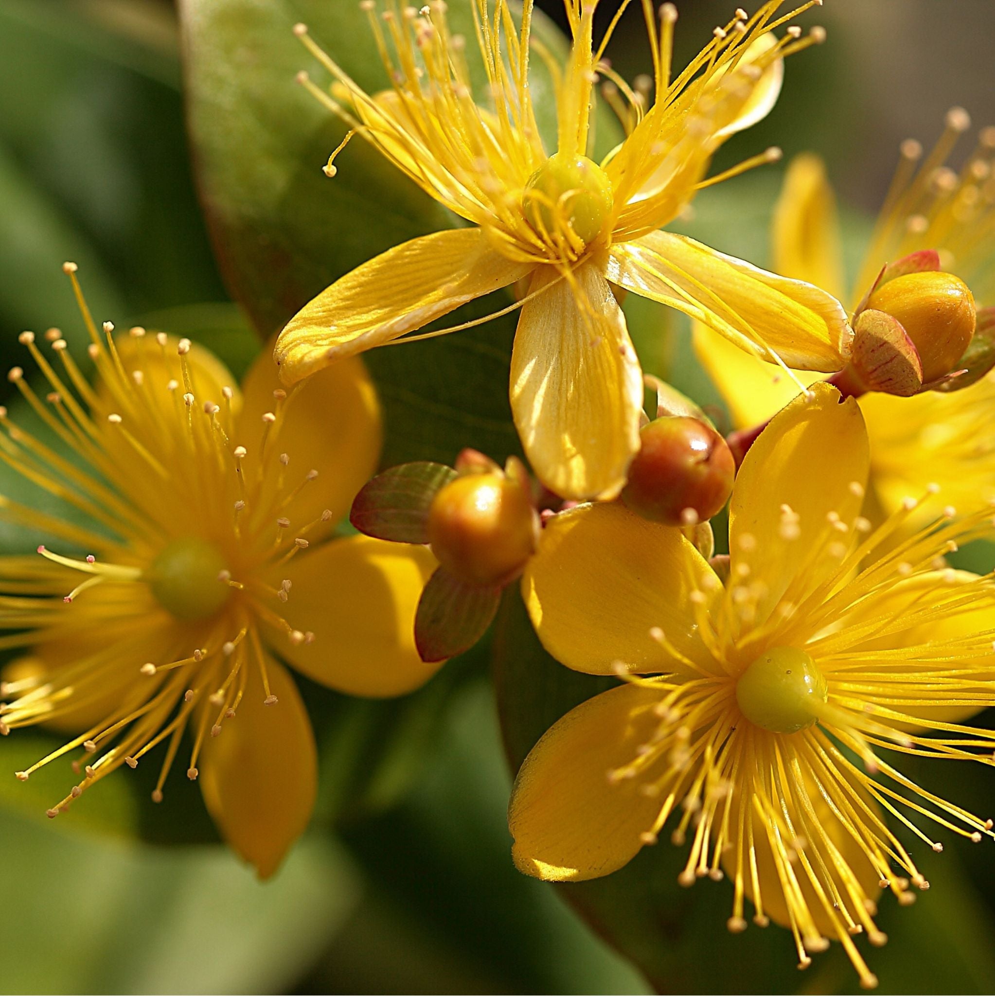 St. Johns Wort Hydrosol Organic