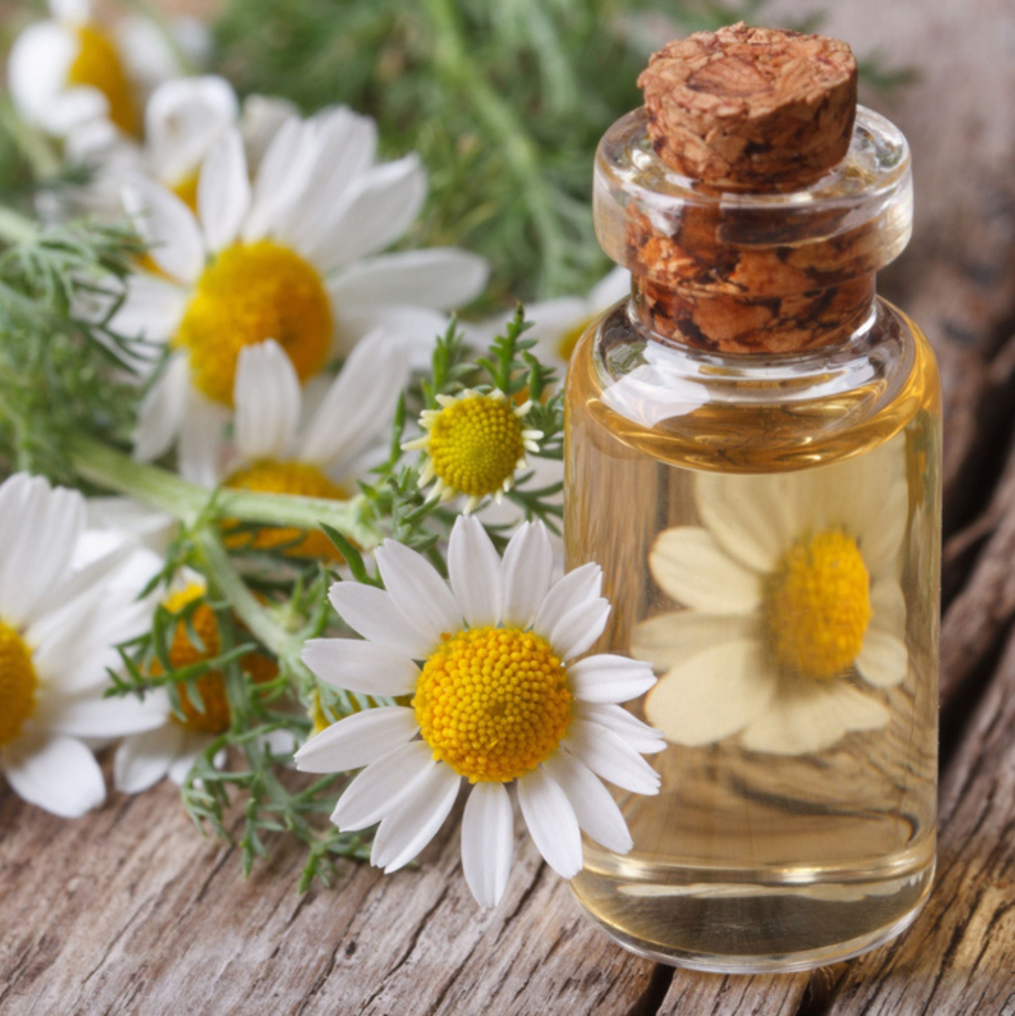 Chamomile Roman Essential Oil Dilution