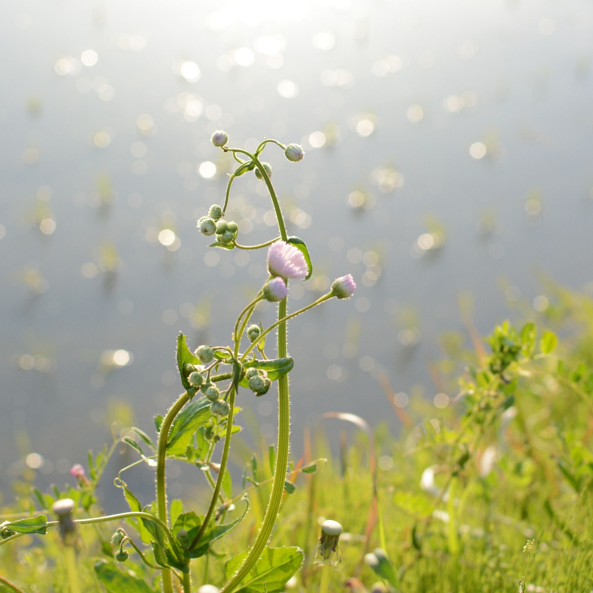Rice Flower kosmetisches Duftöl