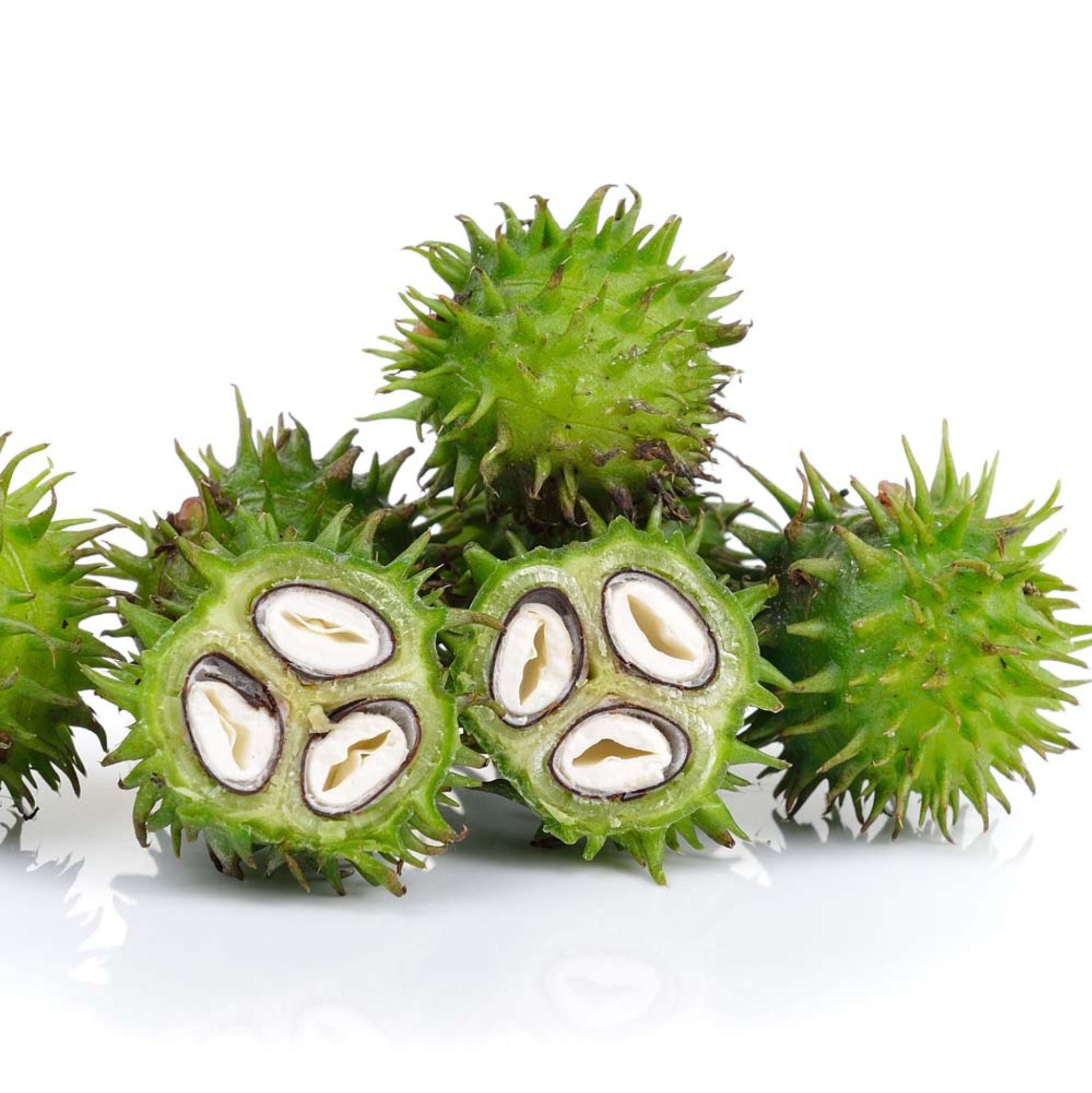 Rizinusöl kalt gepresst