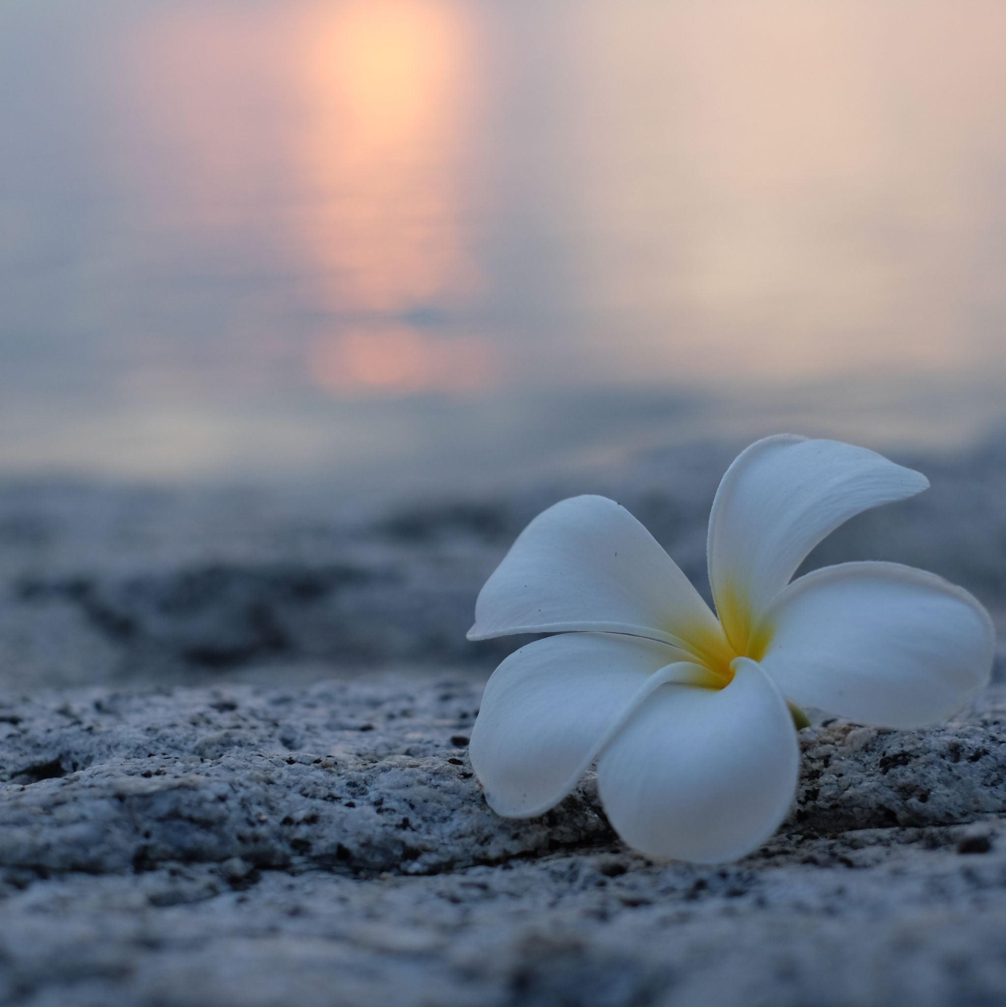 Frangipani kosmetisches Duftöl