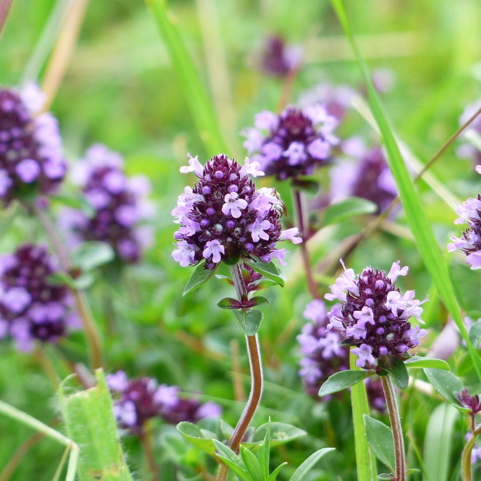 Spanish Verbena Essential Oil