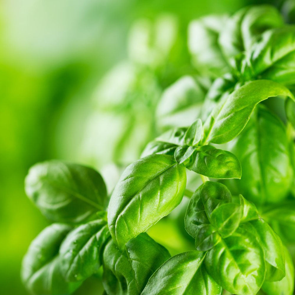 Basil Extract