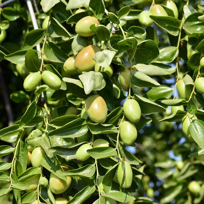 Jojoba Oil Organic cold pressed