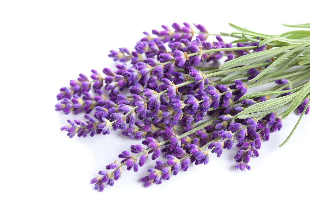 Lavendel *BIO, ätherisches Öl