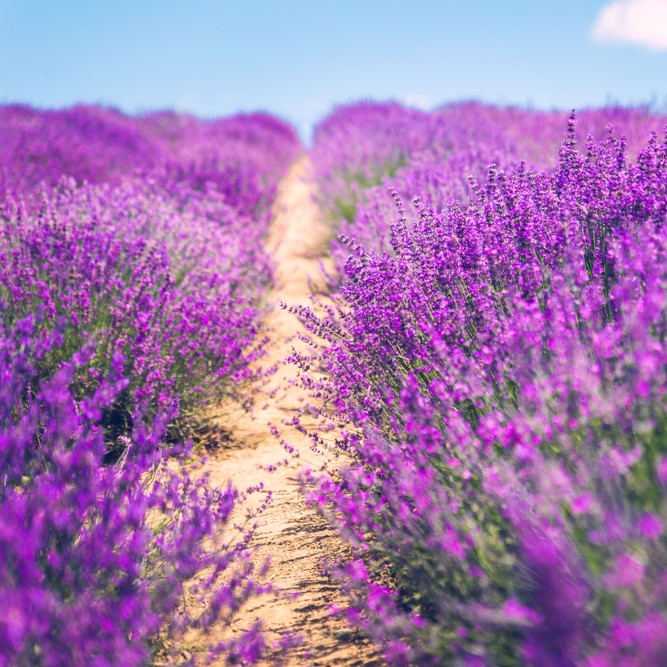 Lavender Hydrosol Organic