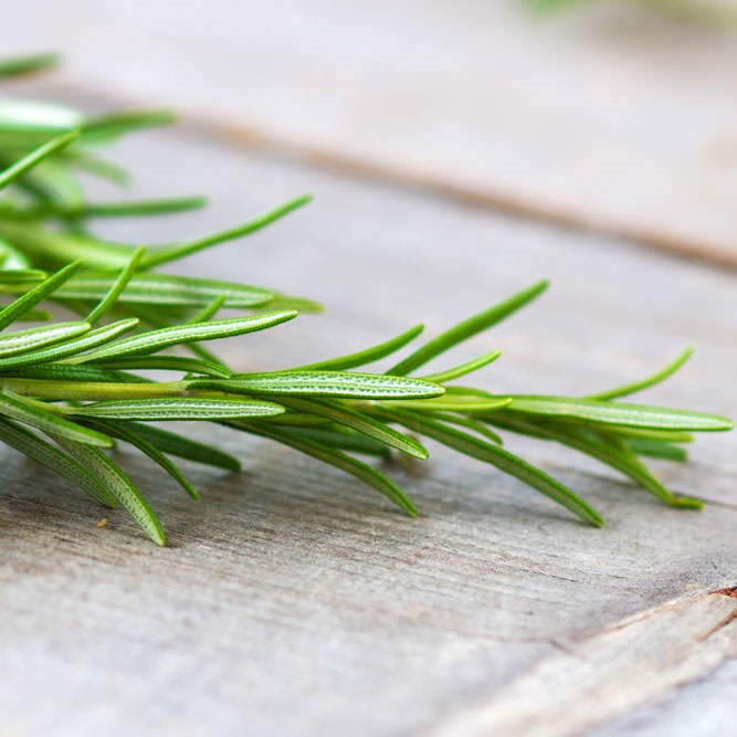 Rosemary Hydrosol Organic