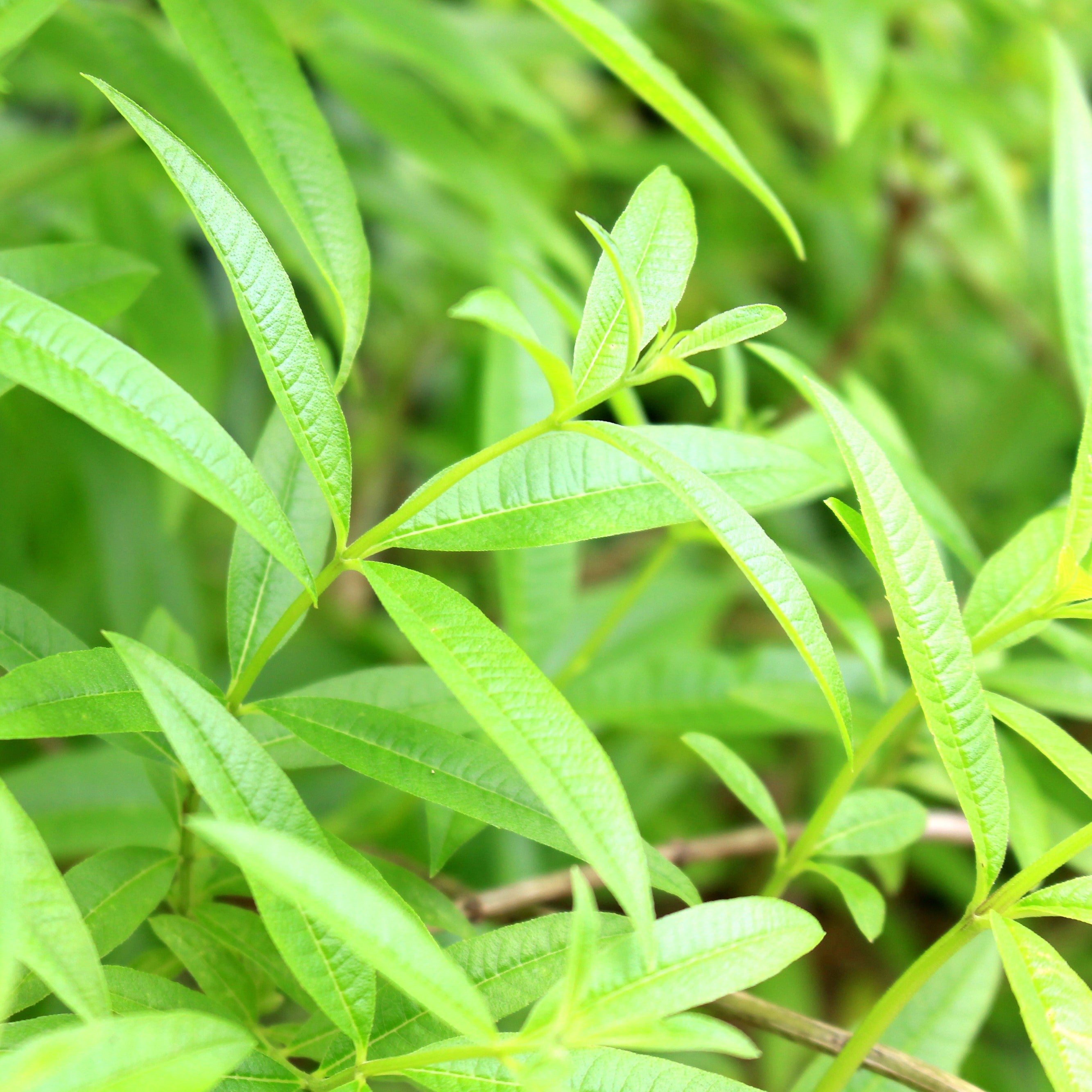 Lemon Verbena Hydrosol Organic
