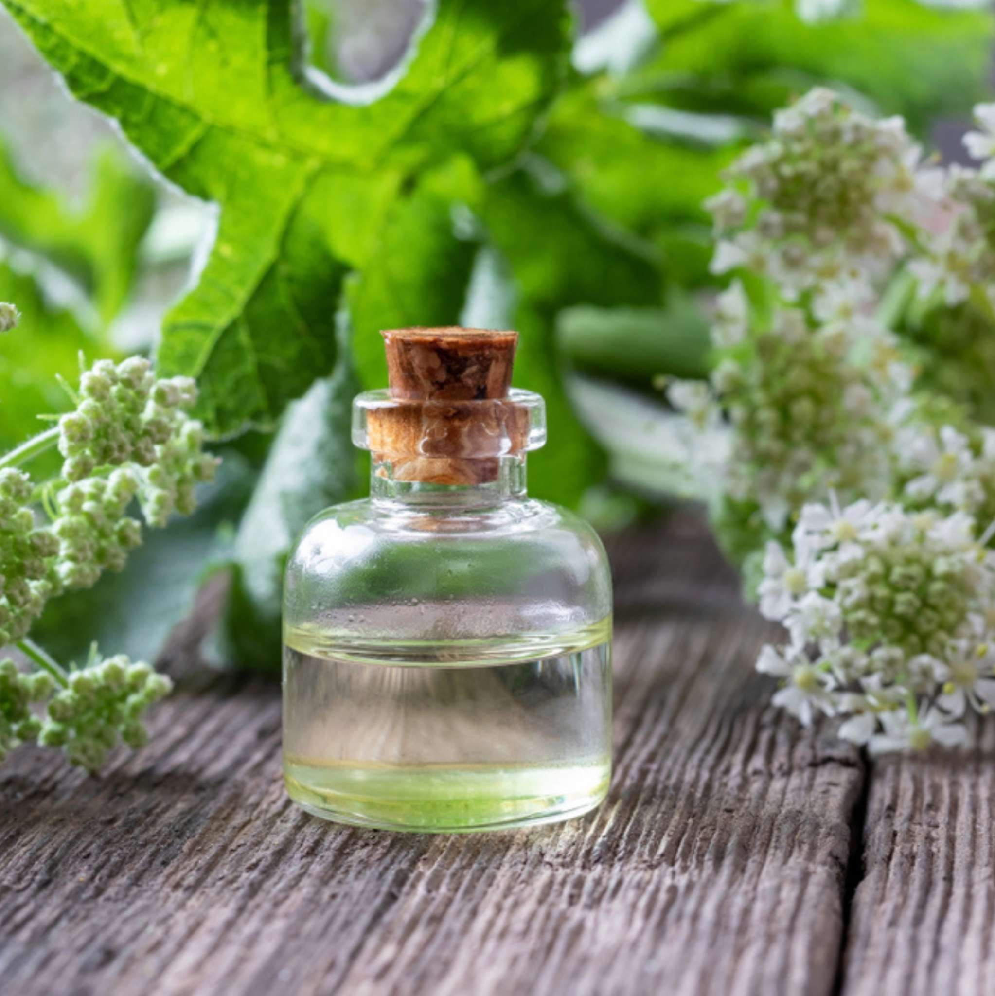 Angelica Root Essential Oil