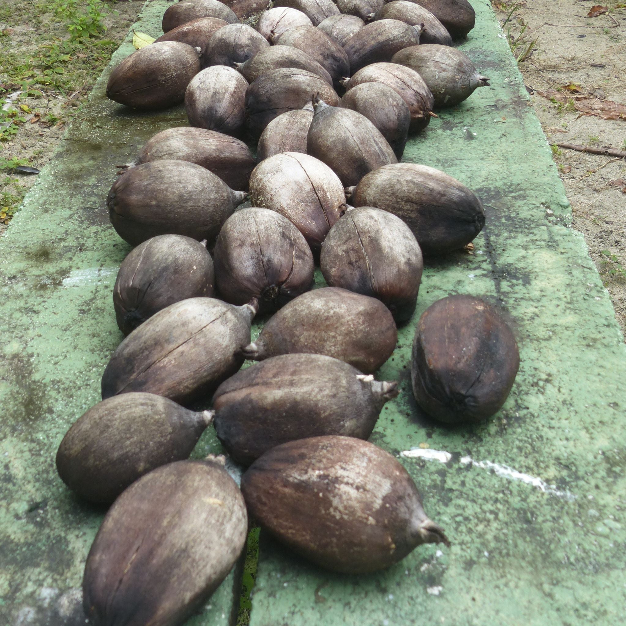 Babassuöl kalt gepresst, raffiniert