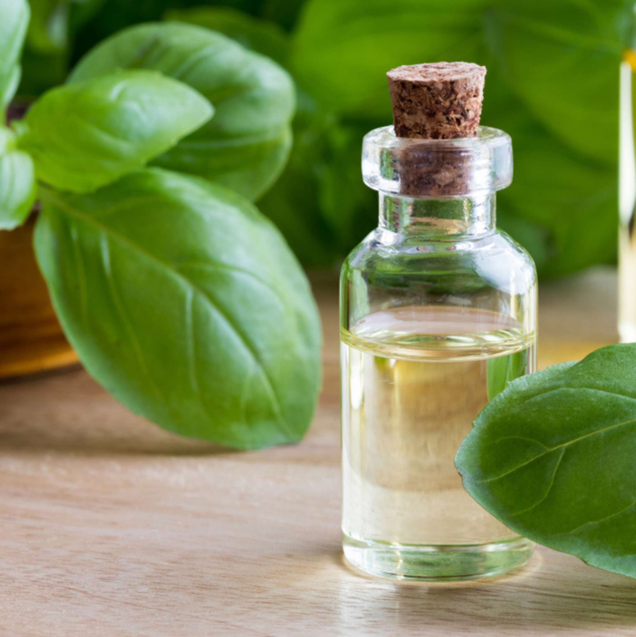 Basil Essential Oil