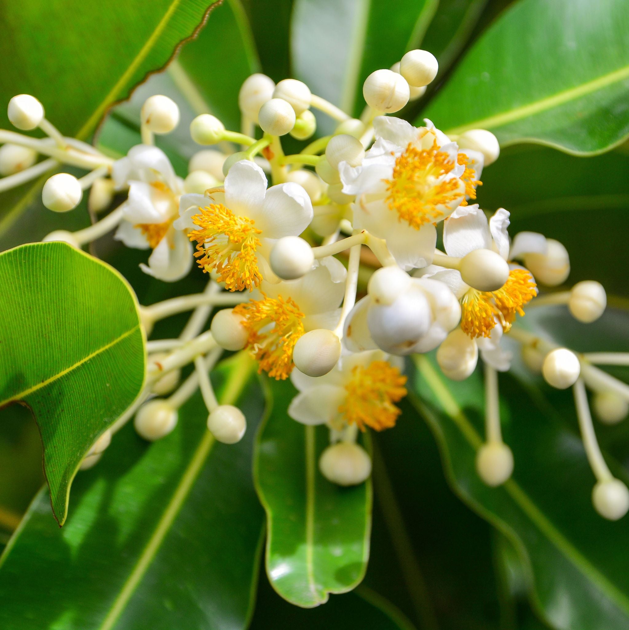 Calophyllumöl, kalt gepresst