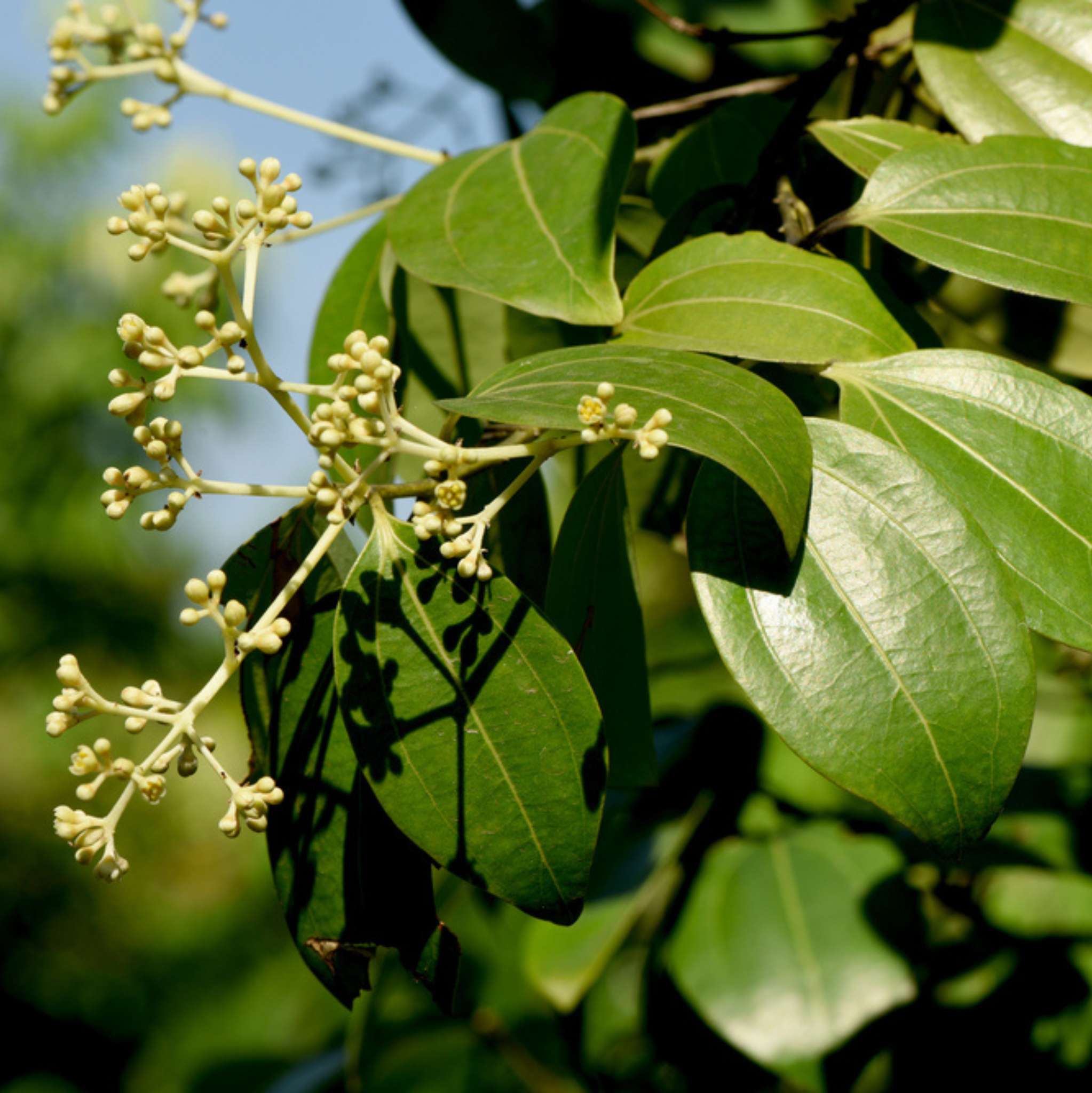 Cassia 10 ml, ätherisches Öl