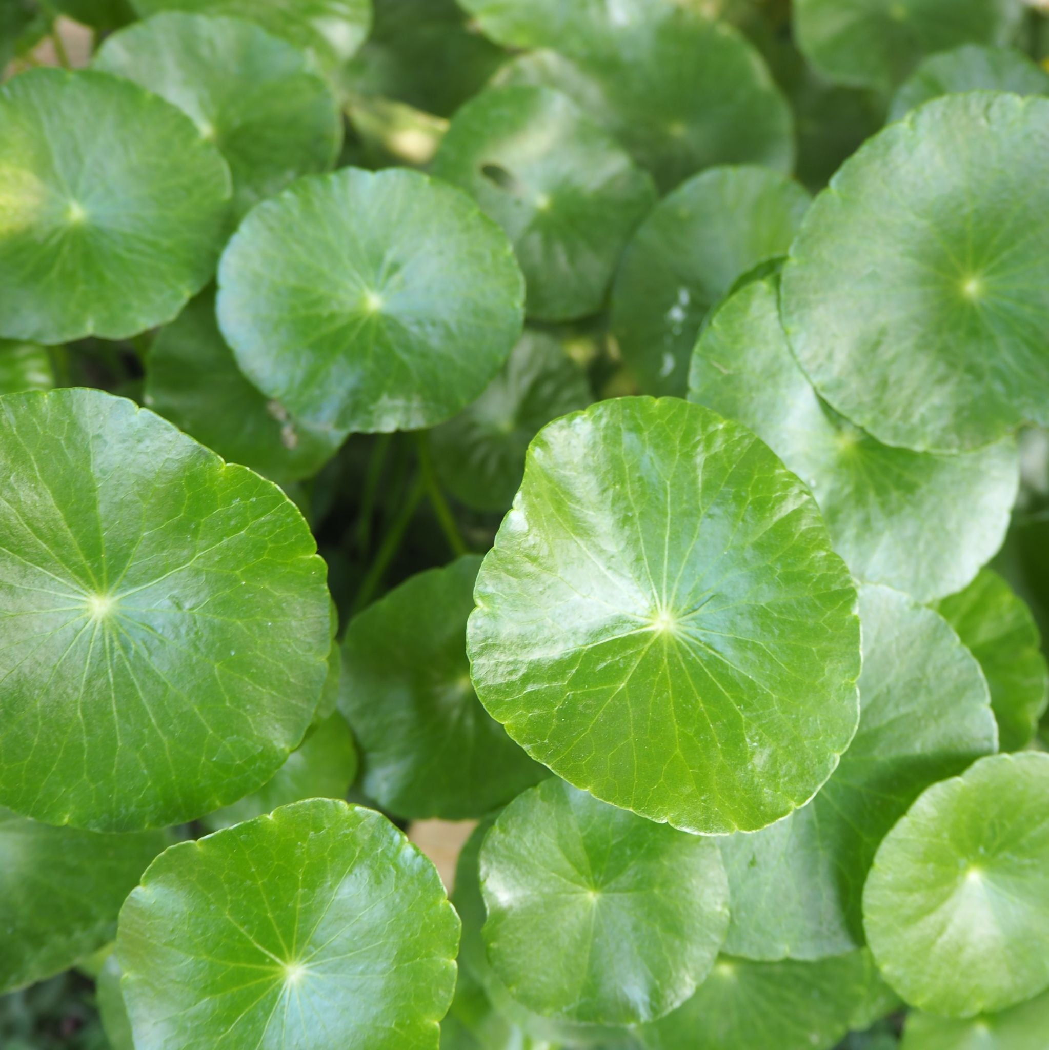 Centella Extract