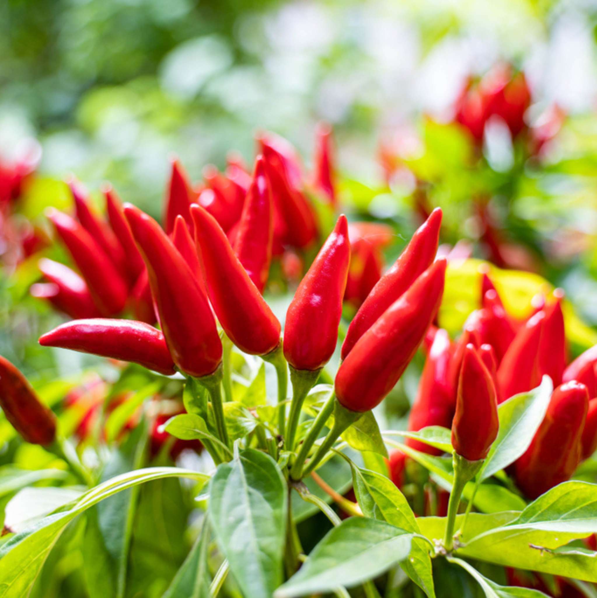 Chilli Seed Essential Oil