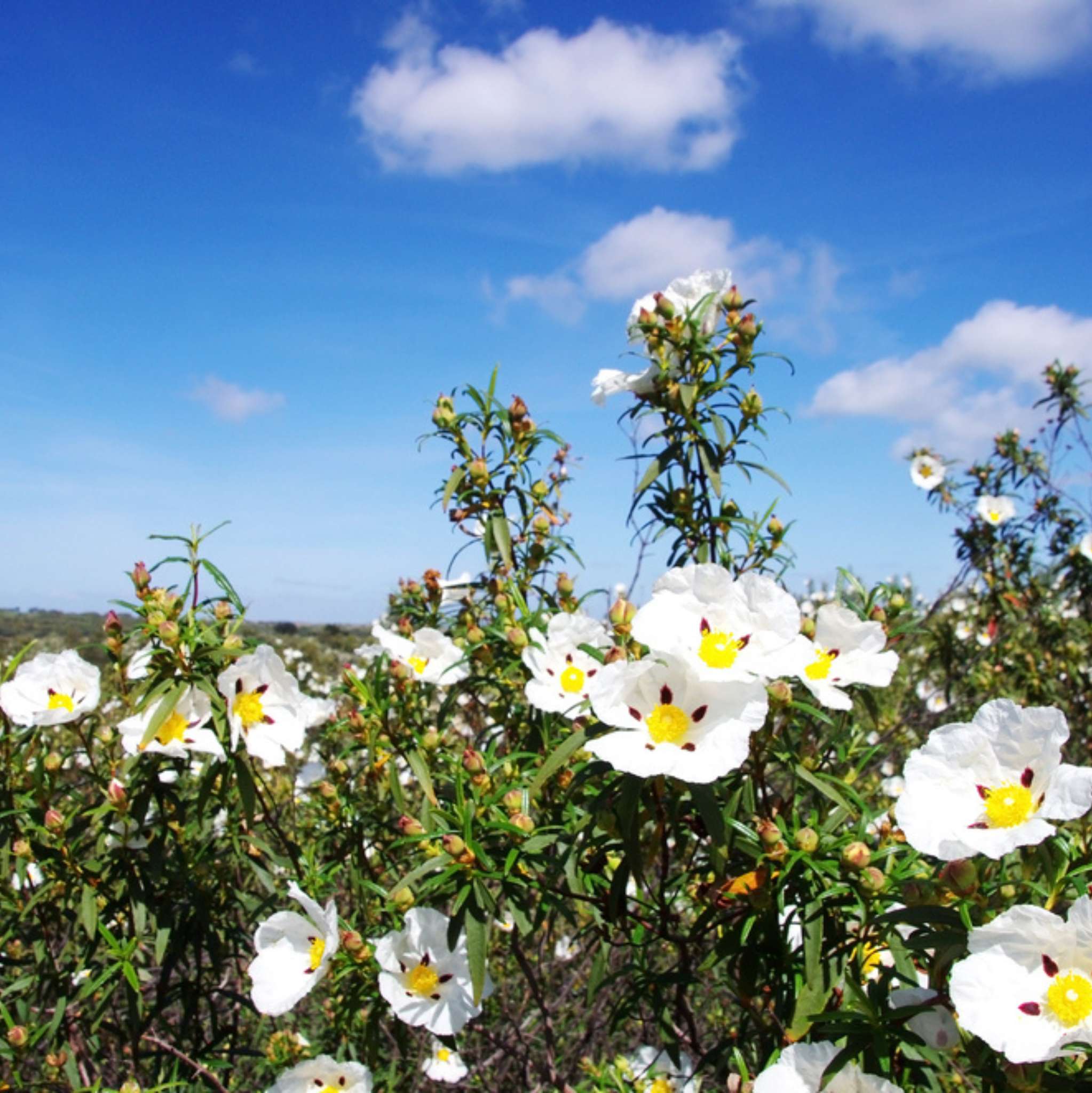 Cistus Organic Essential Oil