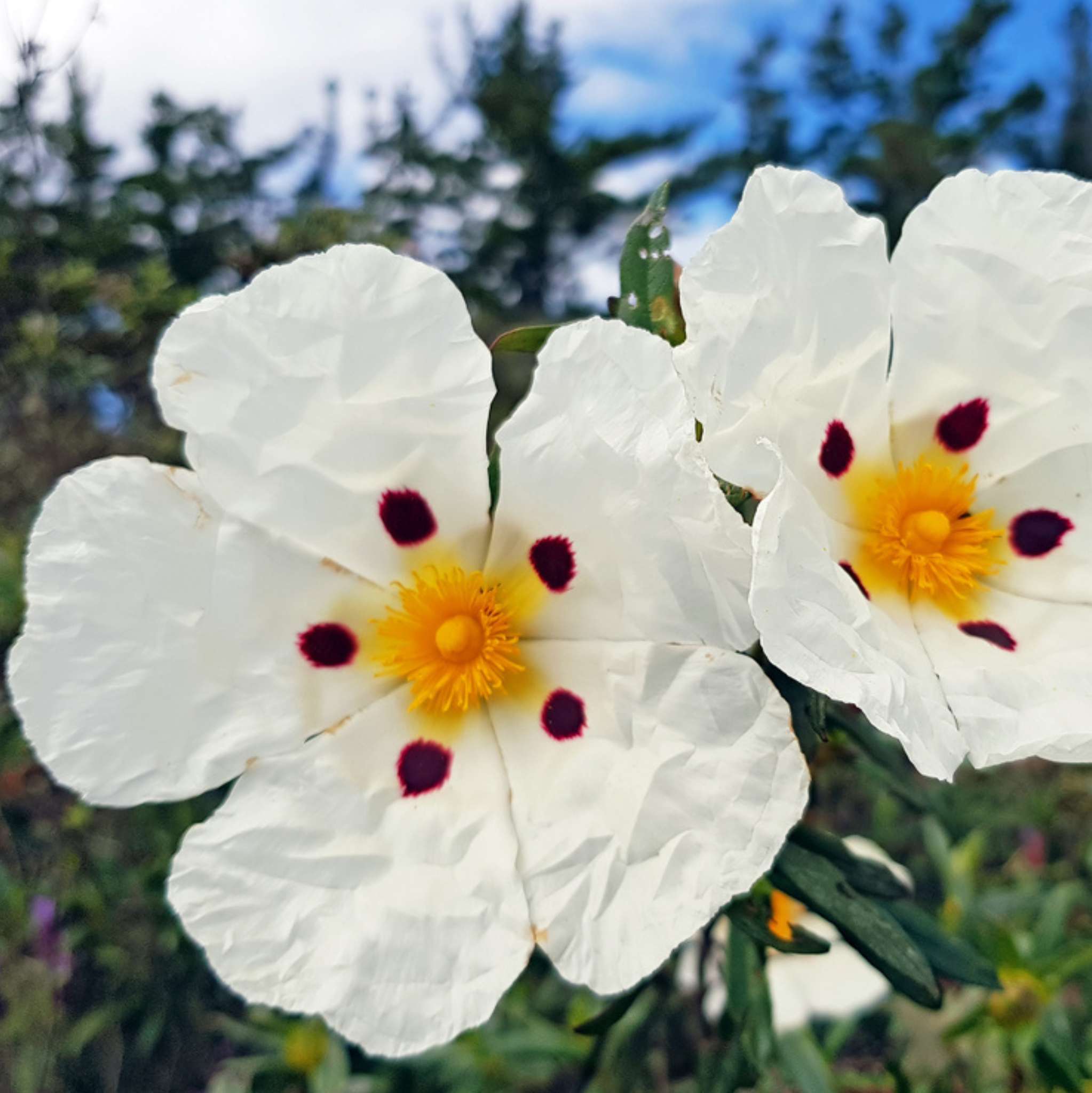 Cistus Organic Essential Oil