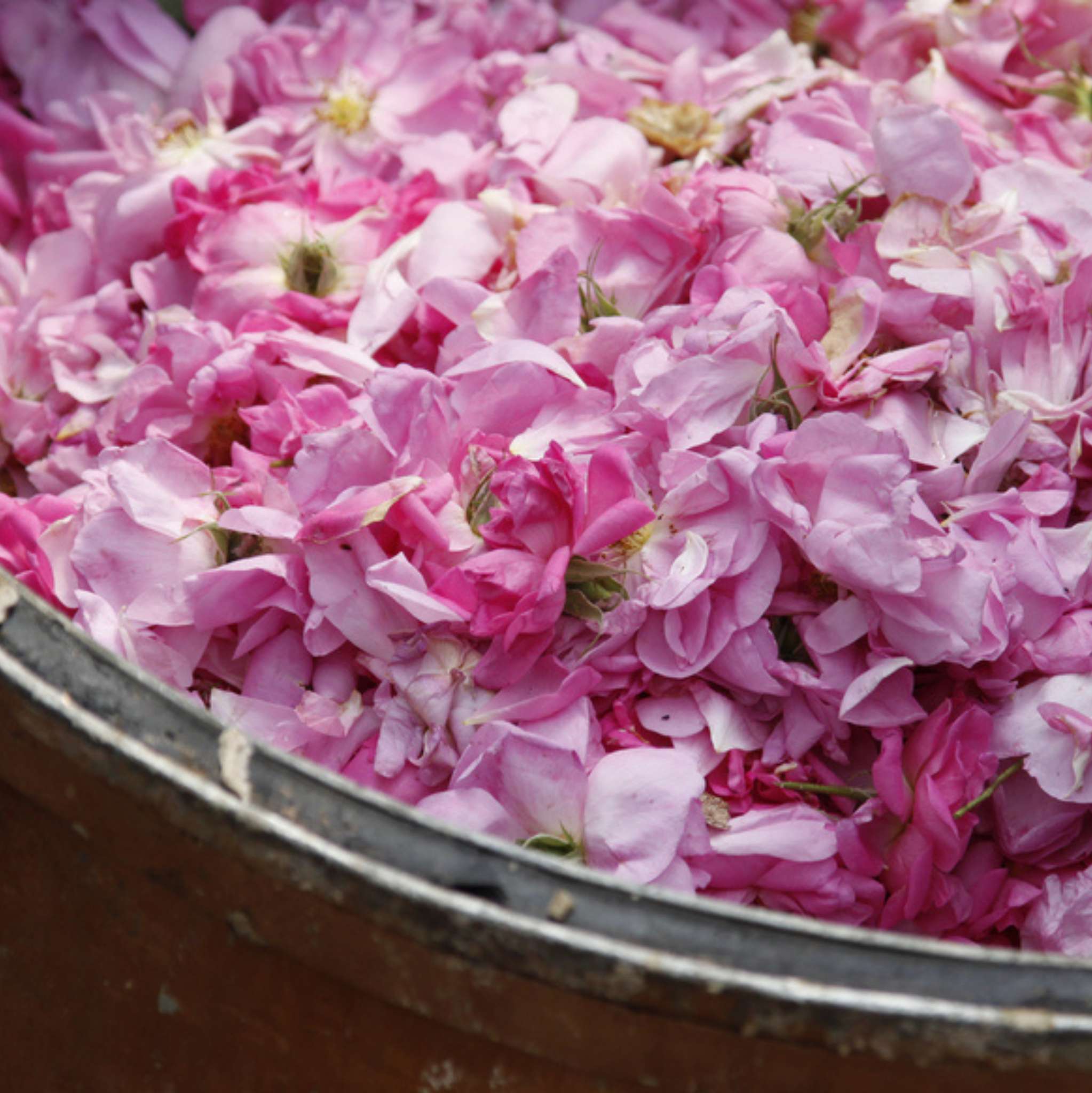 Rose Otto Essential Oil