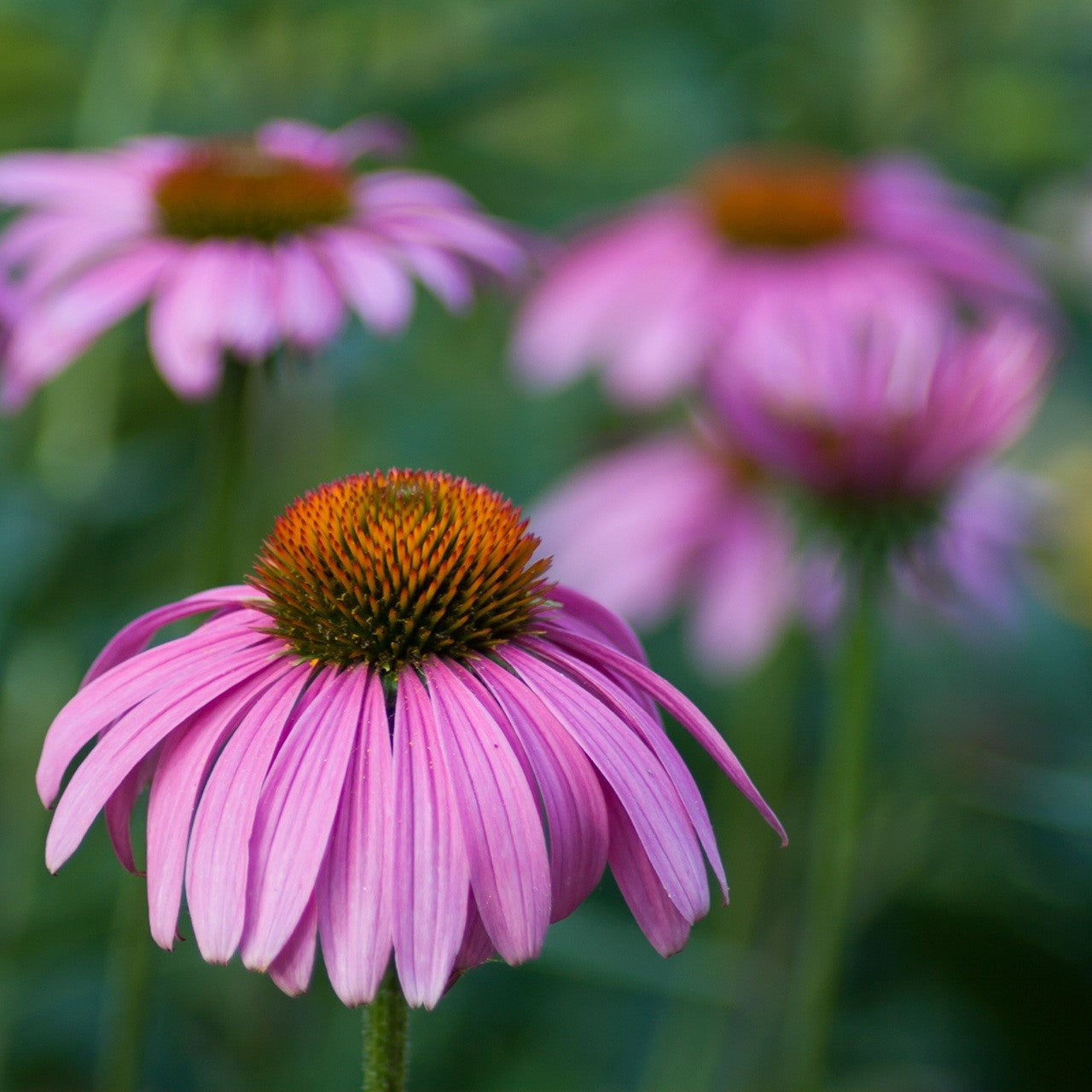 Coneflower Extract