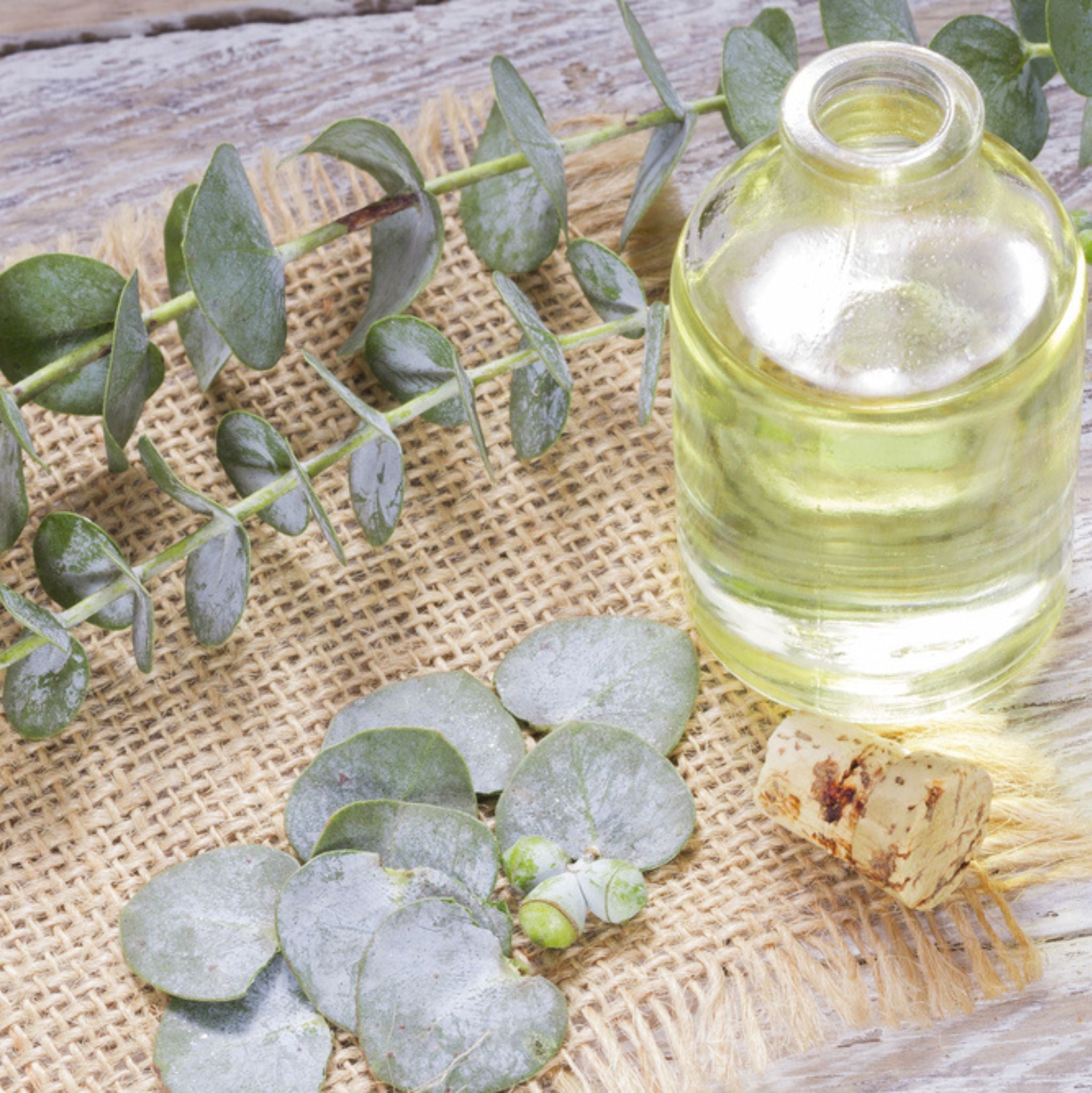 Eucalyptus Blue Gum Essential Oil