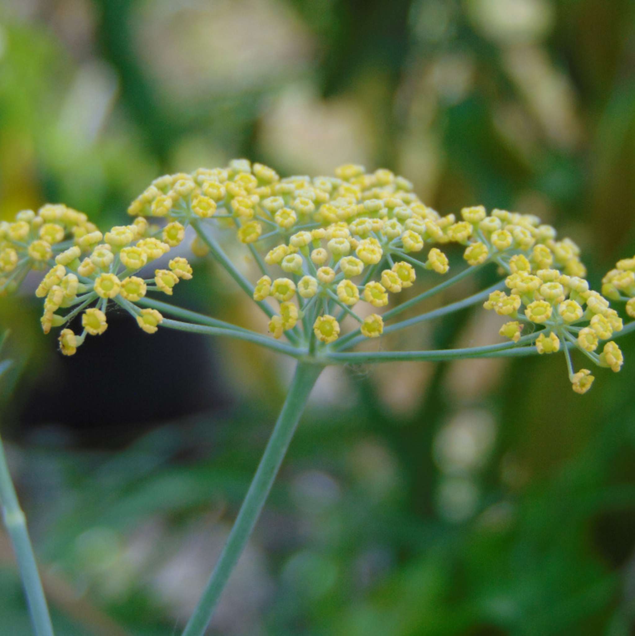 Fenchel Süß 10 ml, ätherisches Öl
