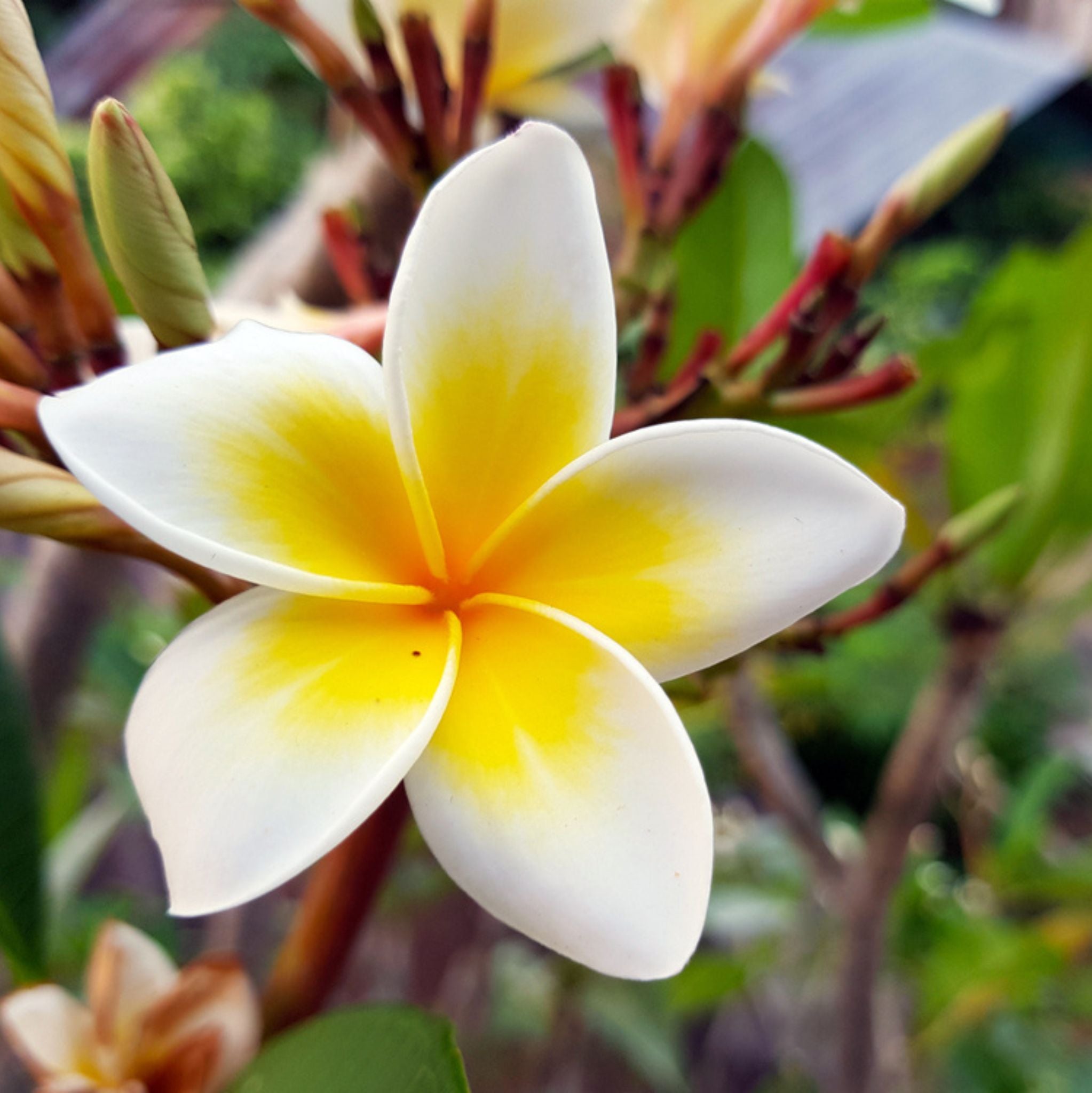 Frangipani 10 ml, 3 % Dilution in Jojobaöl