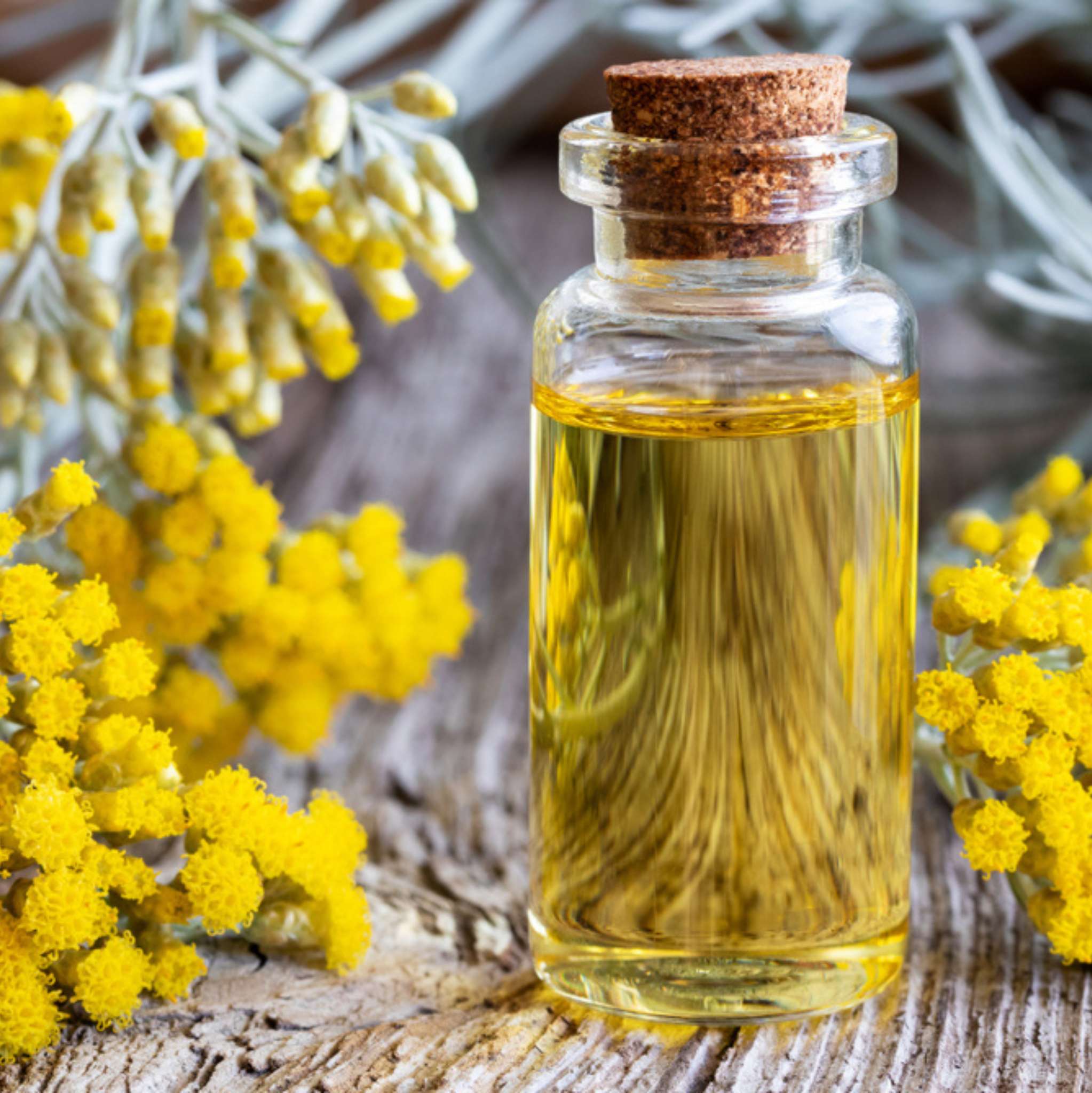 Helichrysum Organic Essential Oil