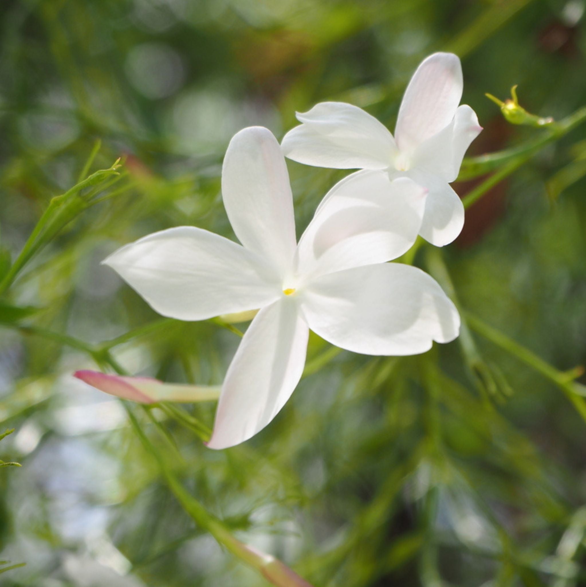 Jasmin Arabisch 10 ml, 3 % Absolue in Jojobaöl