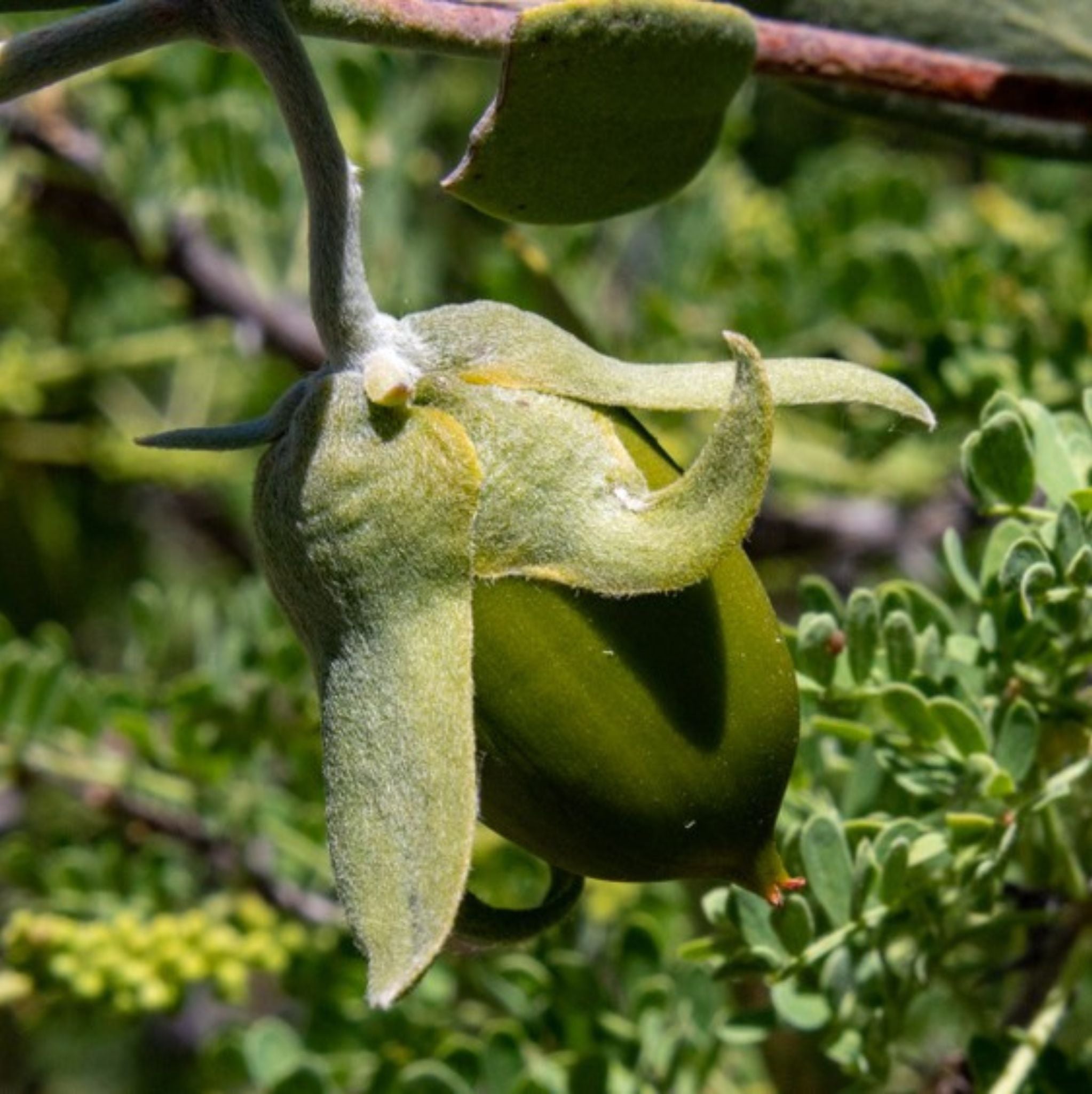 Jojobaöl kalt gepresst