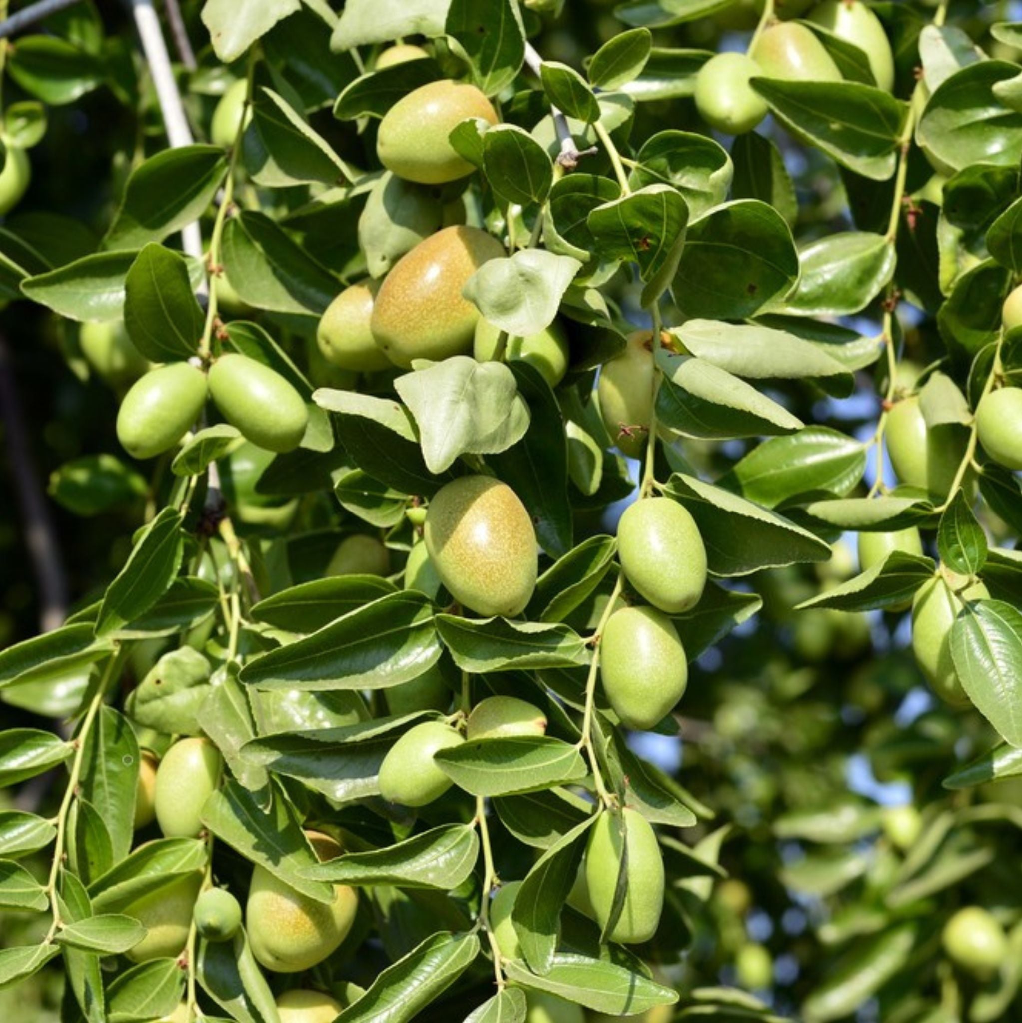 Jojobaöl kalt gepresst