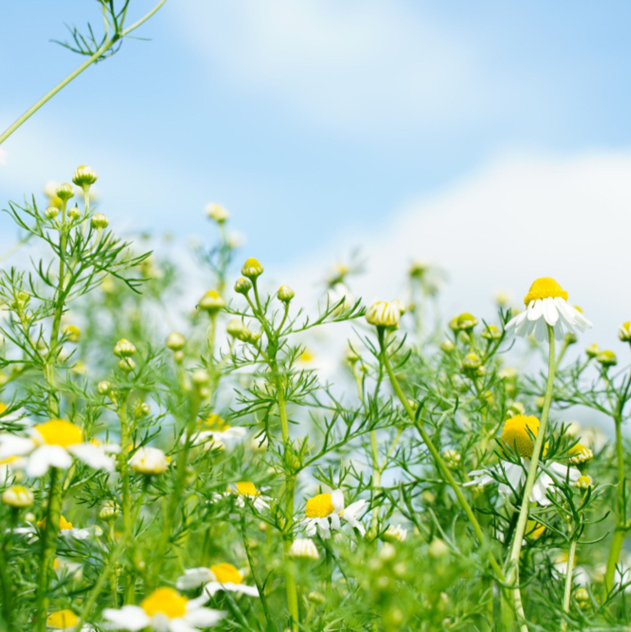 Chamomile Blue Organic Essential Oil