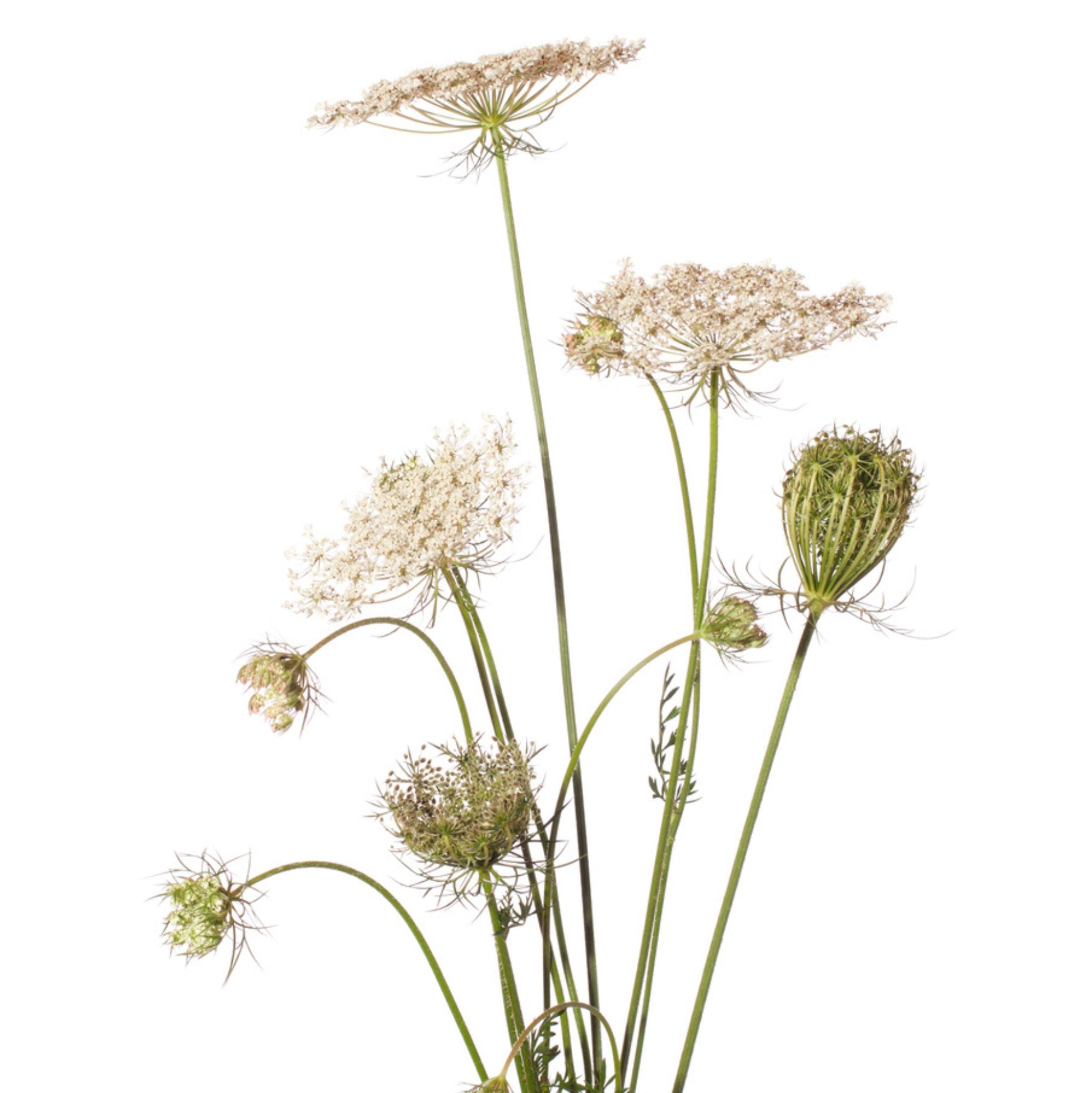 Karottensamen 10 ml, ätherisches Öl