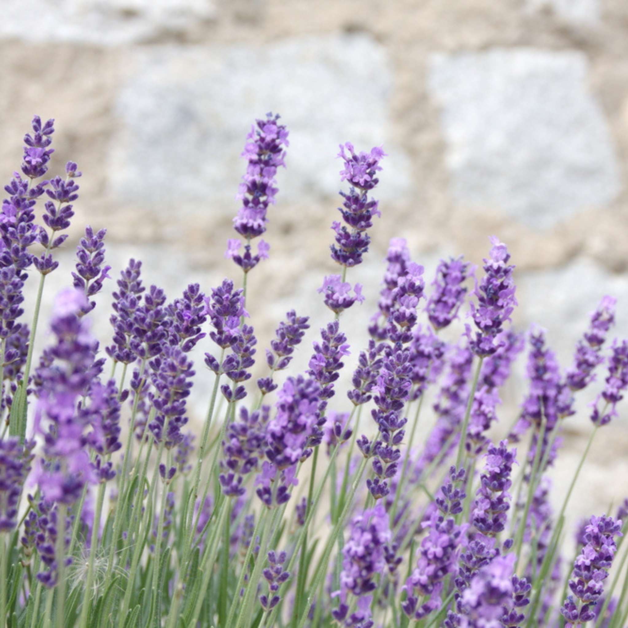 Lavendel Mt. Blanc 38/40, ätherisches Öl