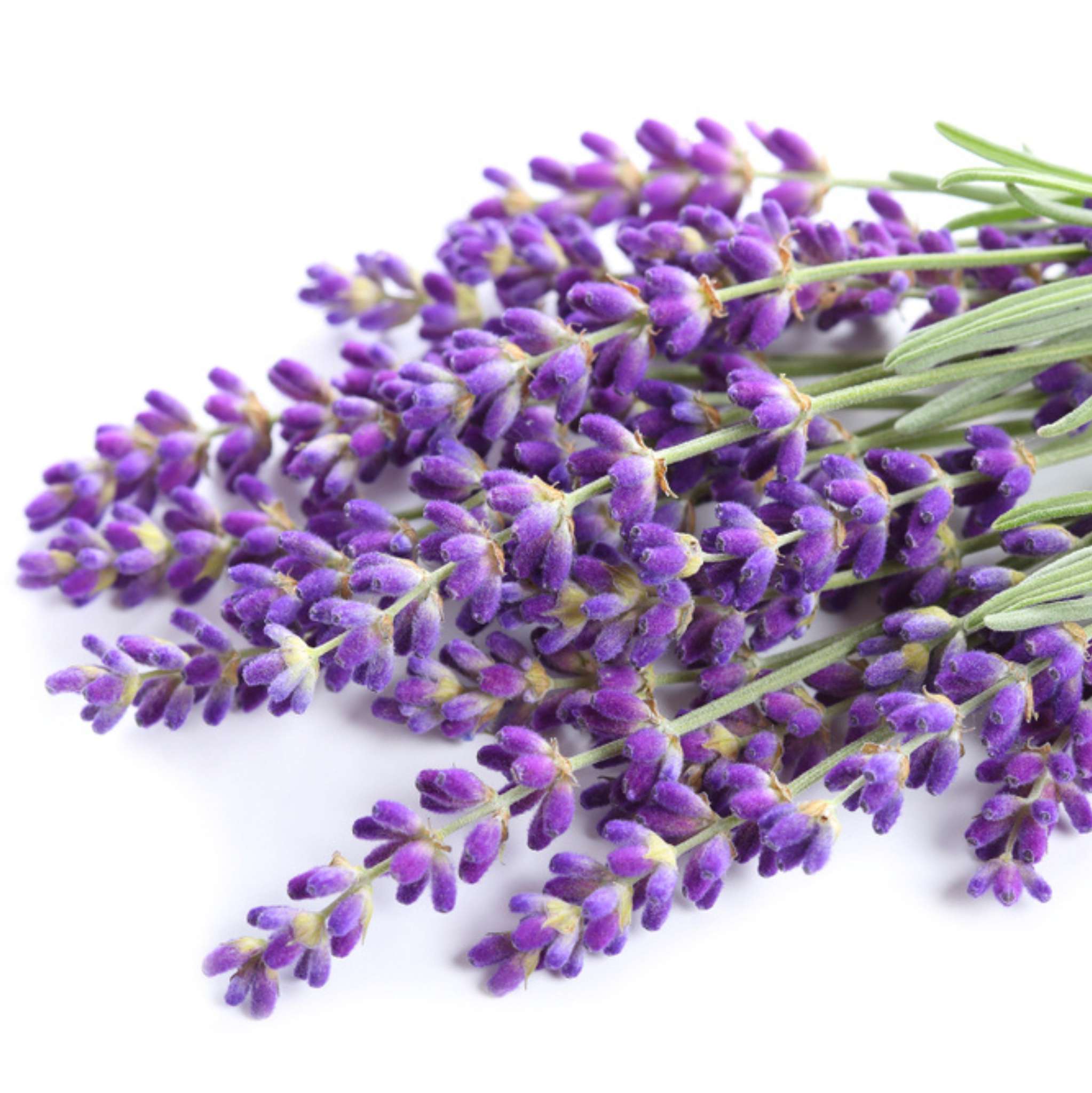 Lavendel *BIO, ätherisches Öl