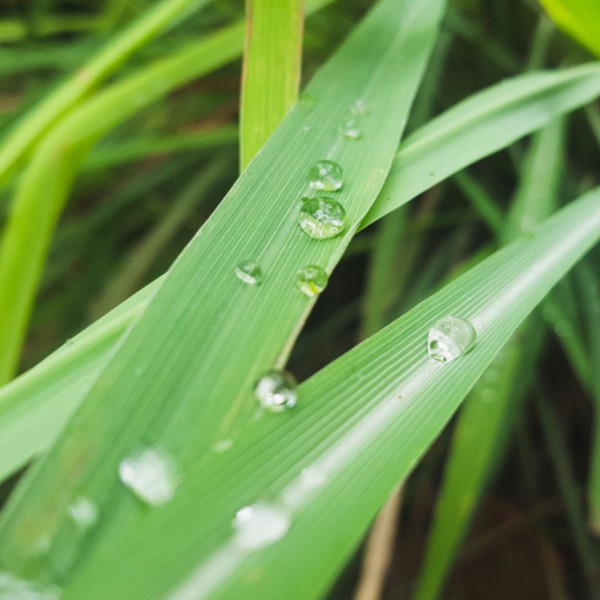 Lemongras, ätherisches Öl