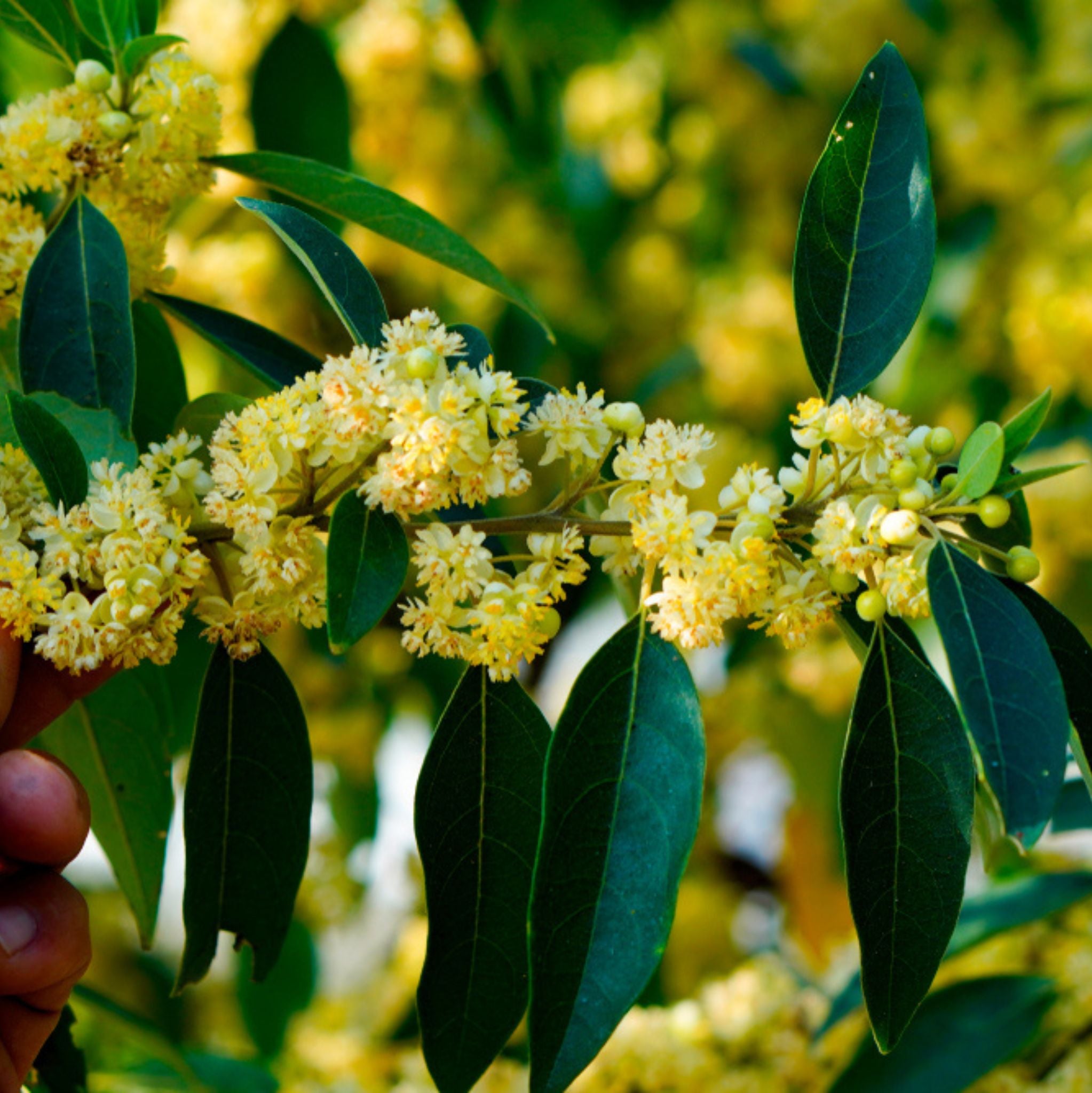 Litsea Cubeba Organic Essential Oil