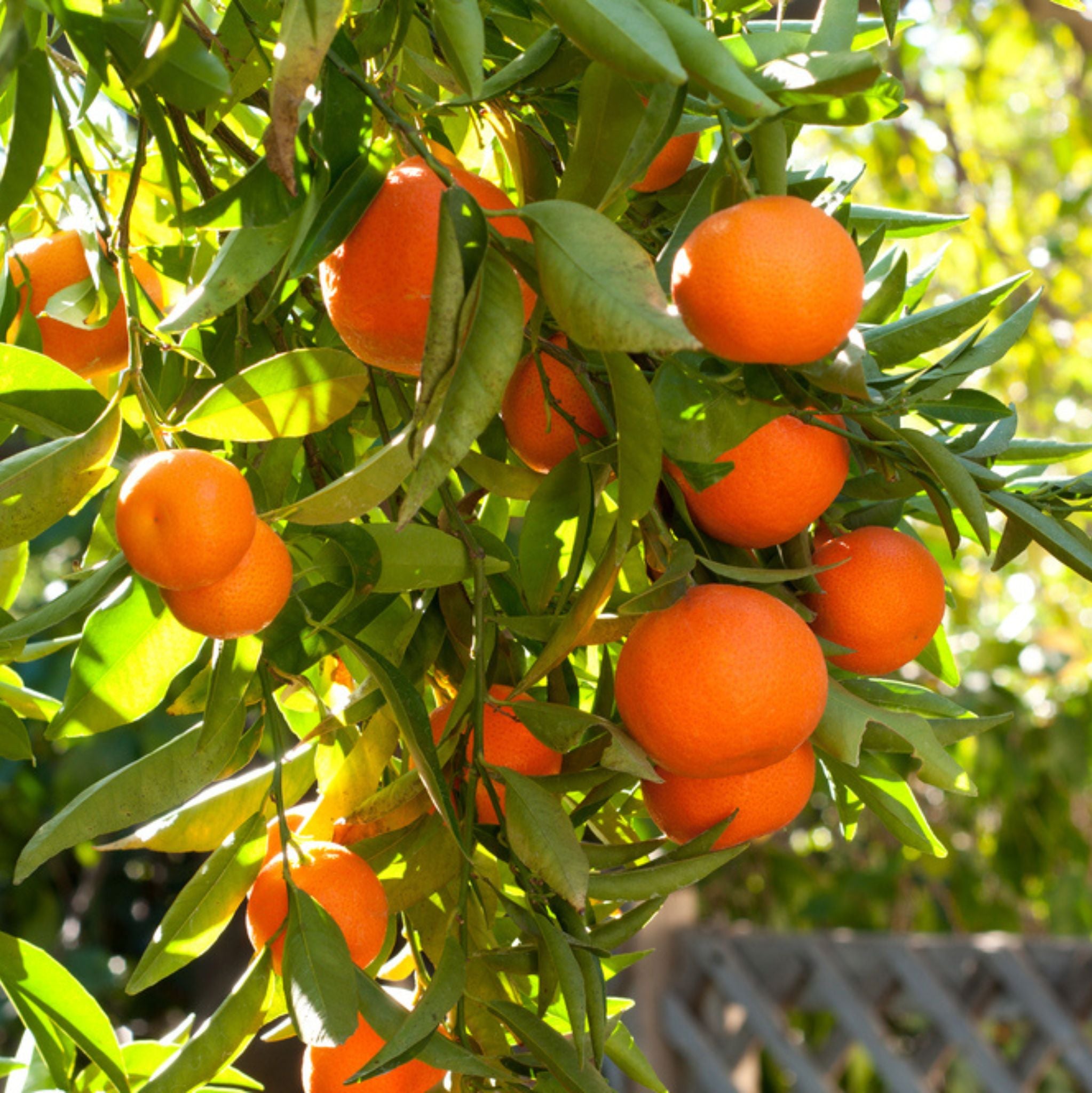 Tangerine Organic Essential Oil