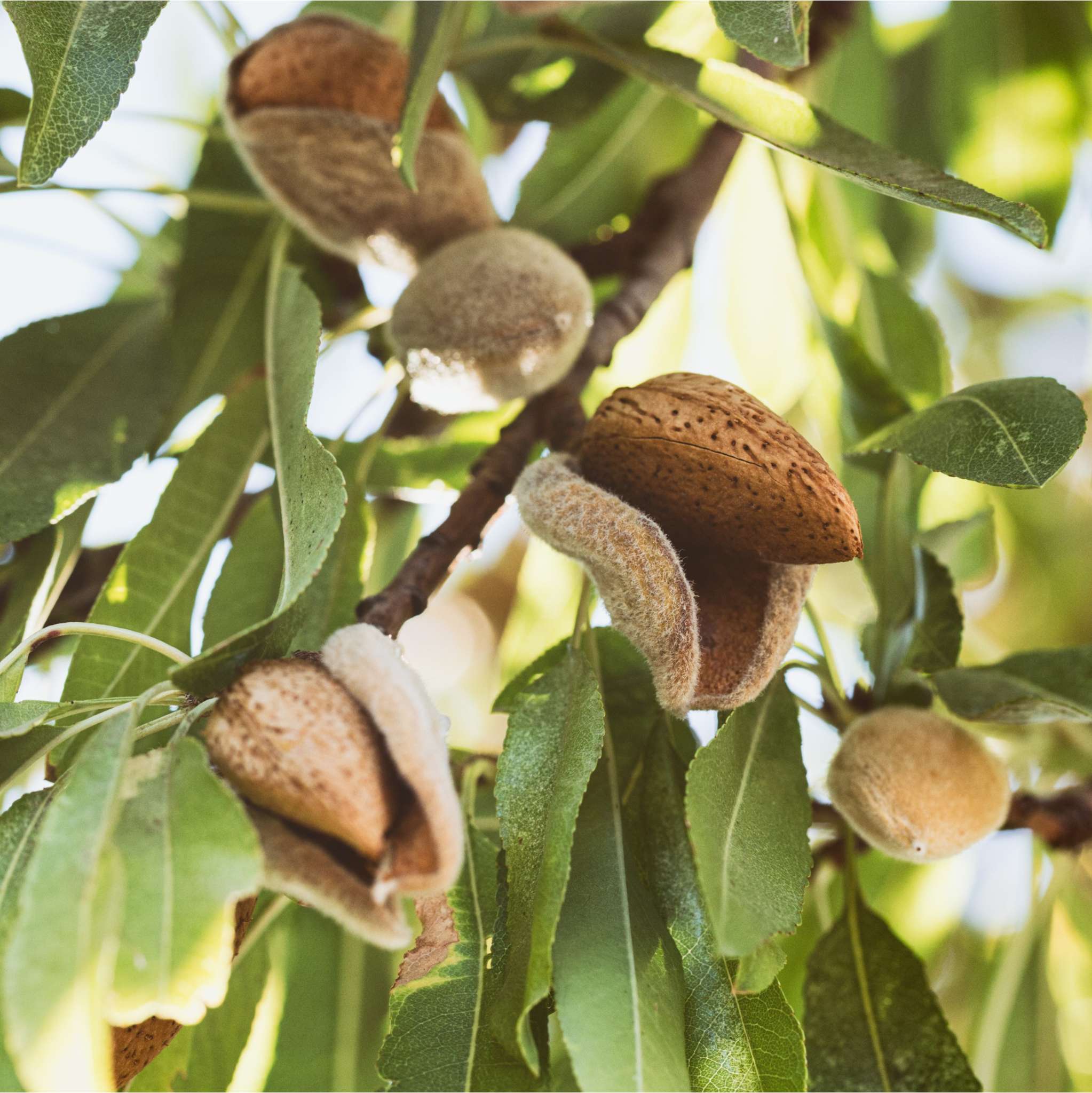 Mandelöl Süß kalt gepresst - MHD 04/26
