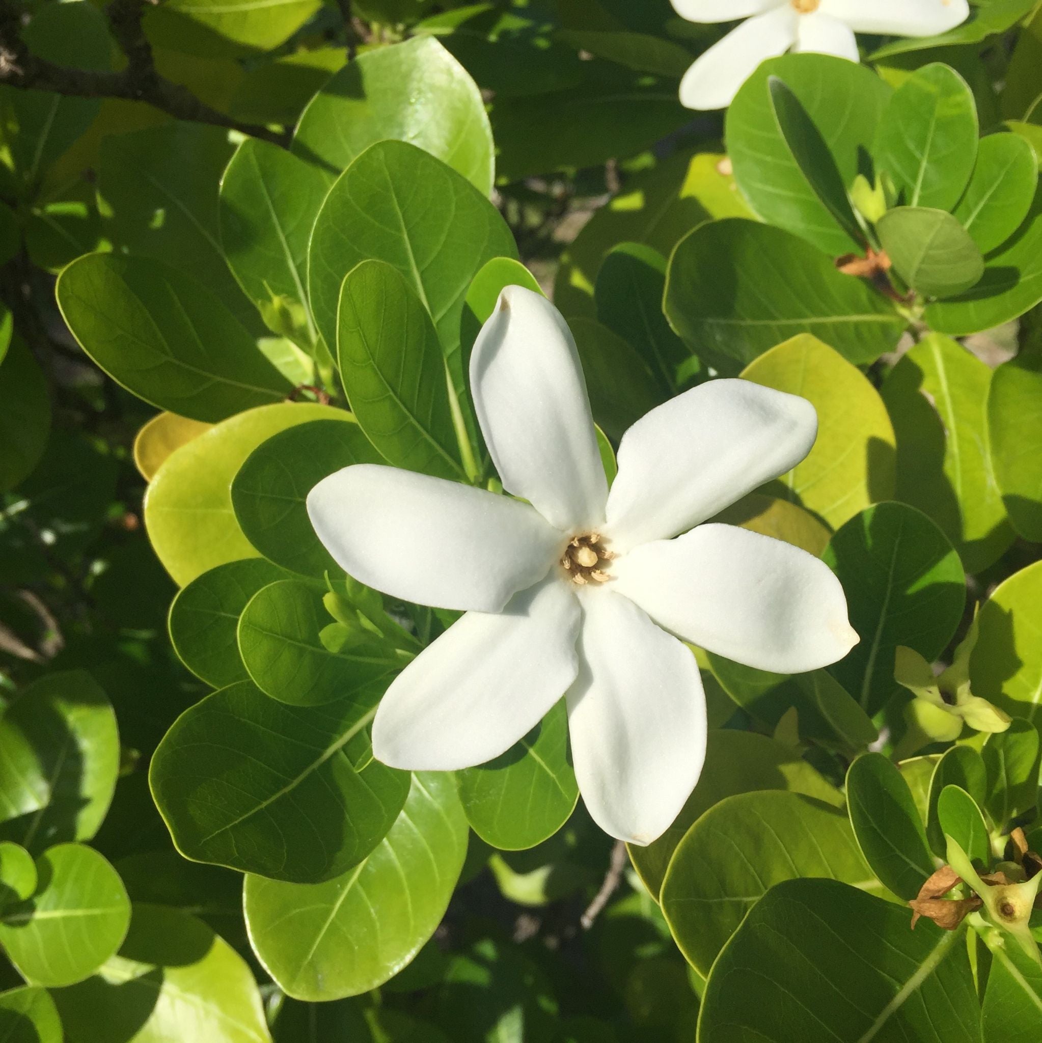 Monoi de Tiare - Mazerat in Kokosöl