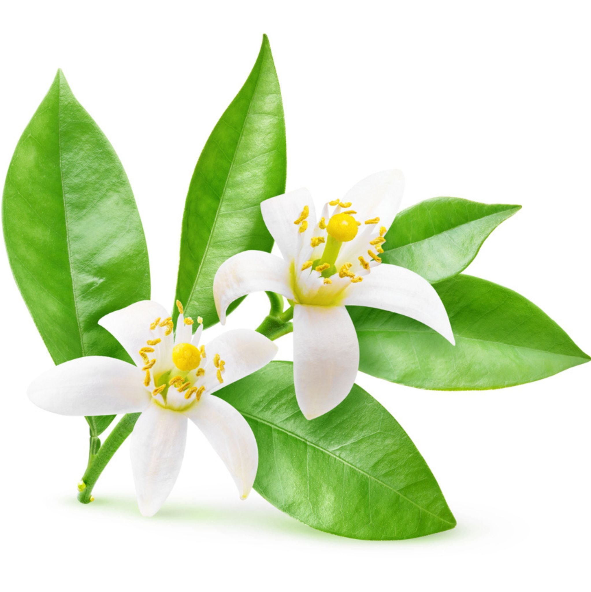 Neroli Essential Oil Dilution
