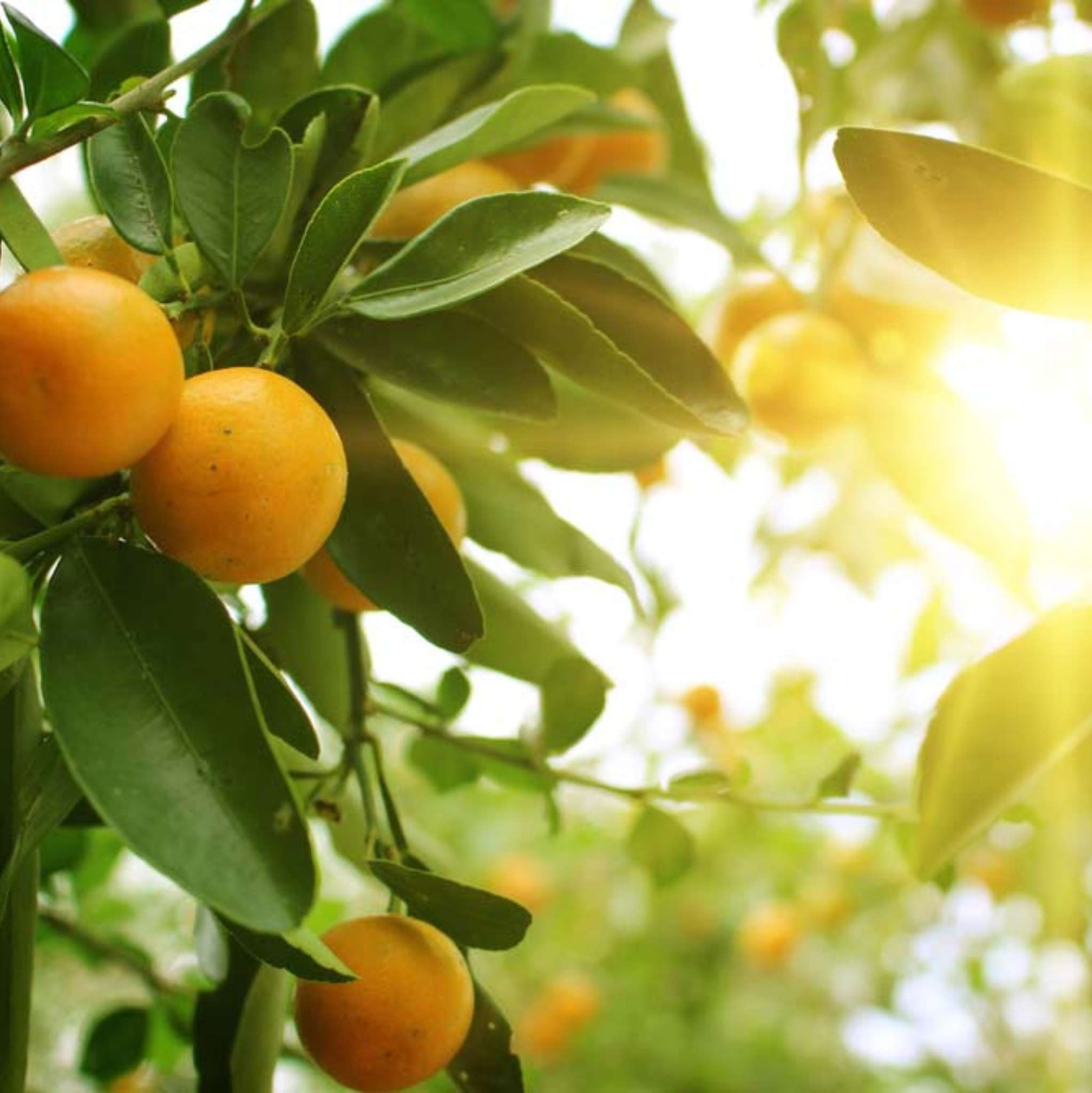 Orange Süß *BIO 10 ml, ätherisches Öl