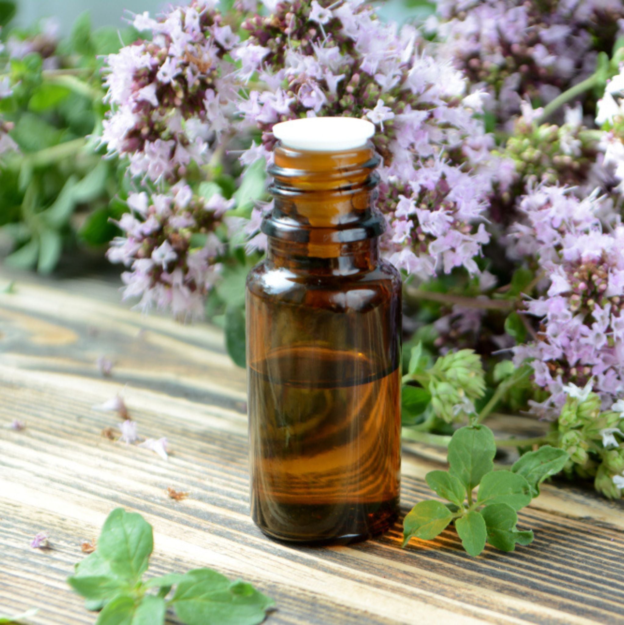 Oregano 10 ml, ätherisches Öl