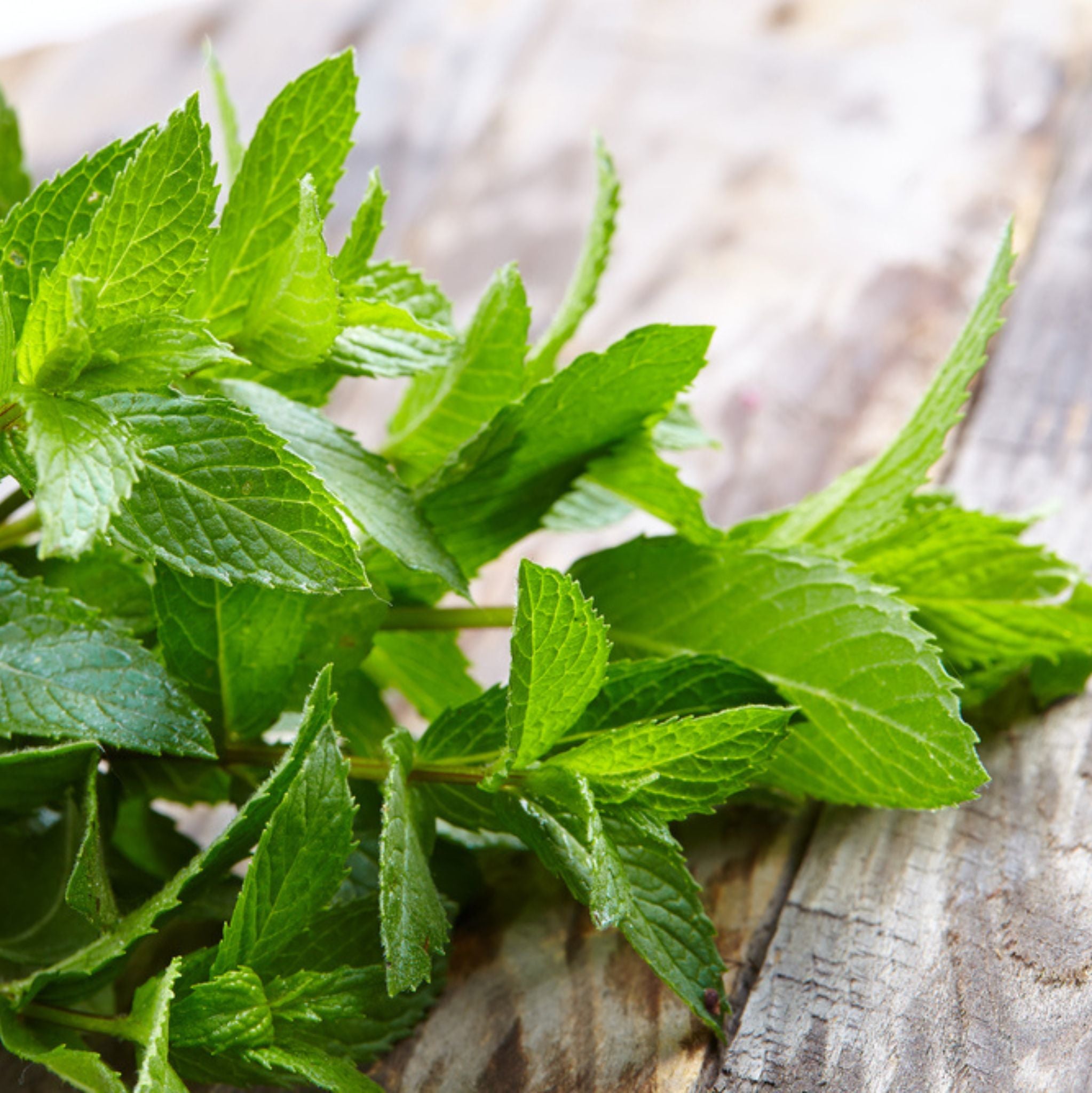 Peppermint Hydrosol Organic